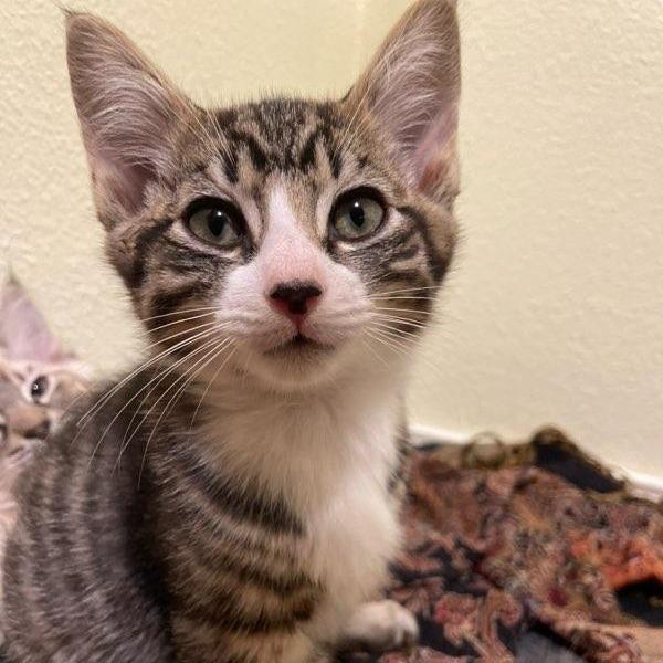 TABOO, adopted, Kitten Male Domestic Short Hair.