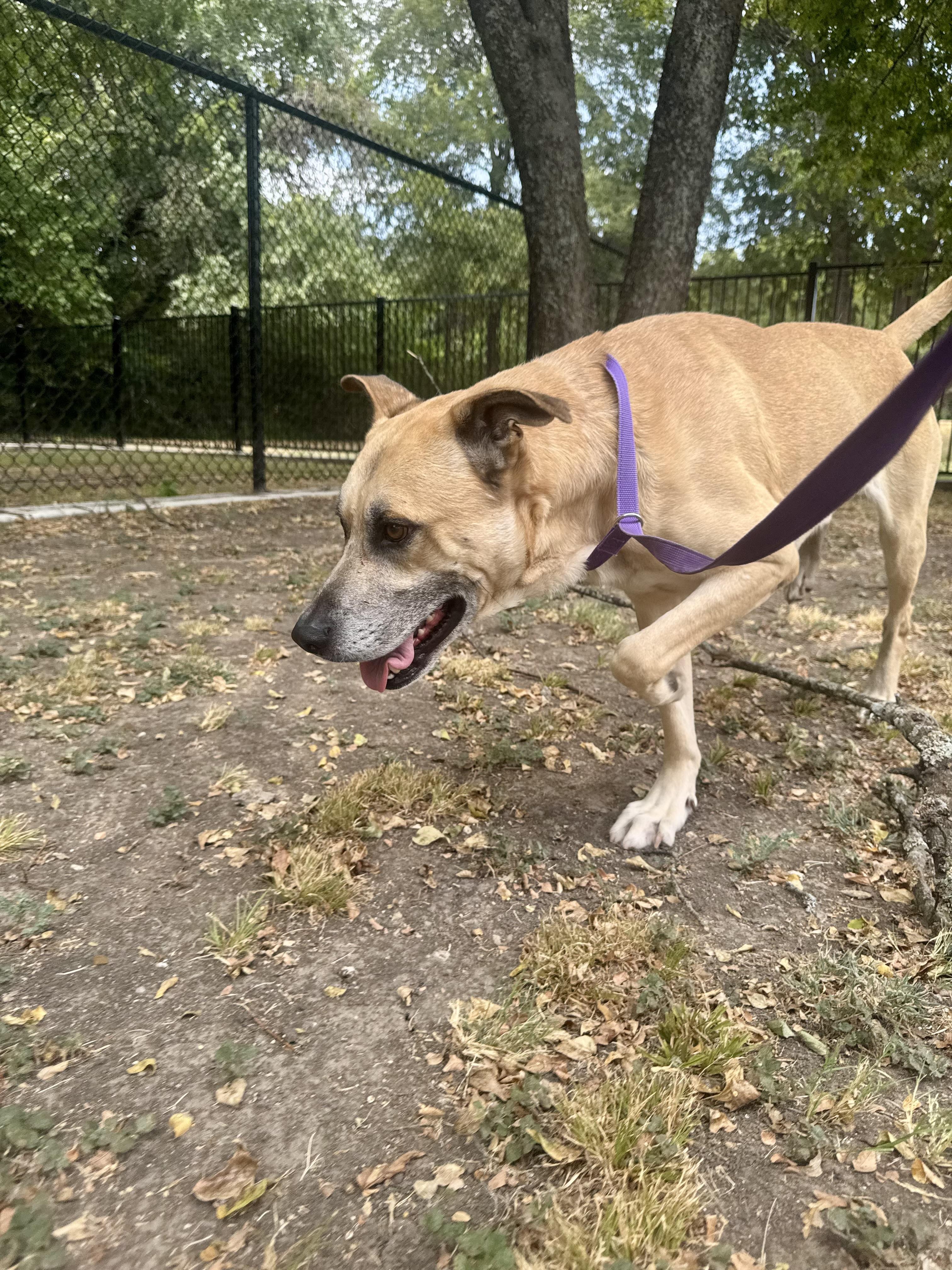 Brosif, a Adoptable mixed breed in Sherman, TX image 1/5