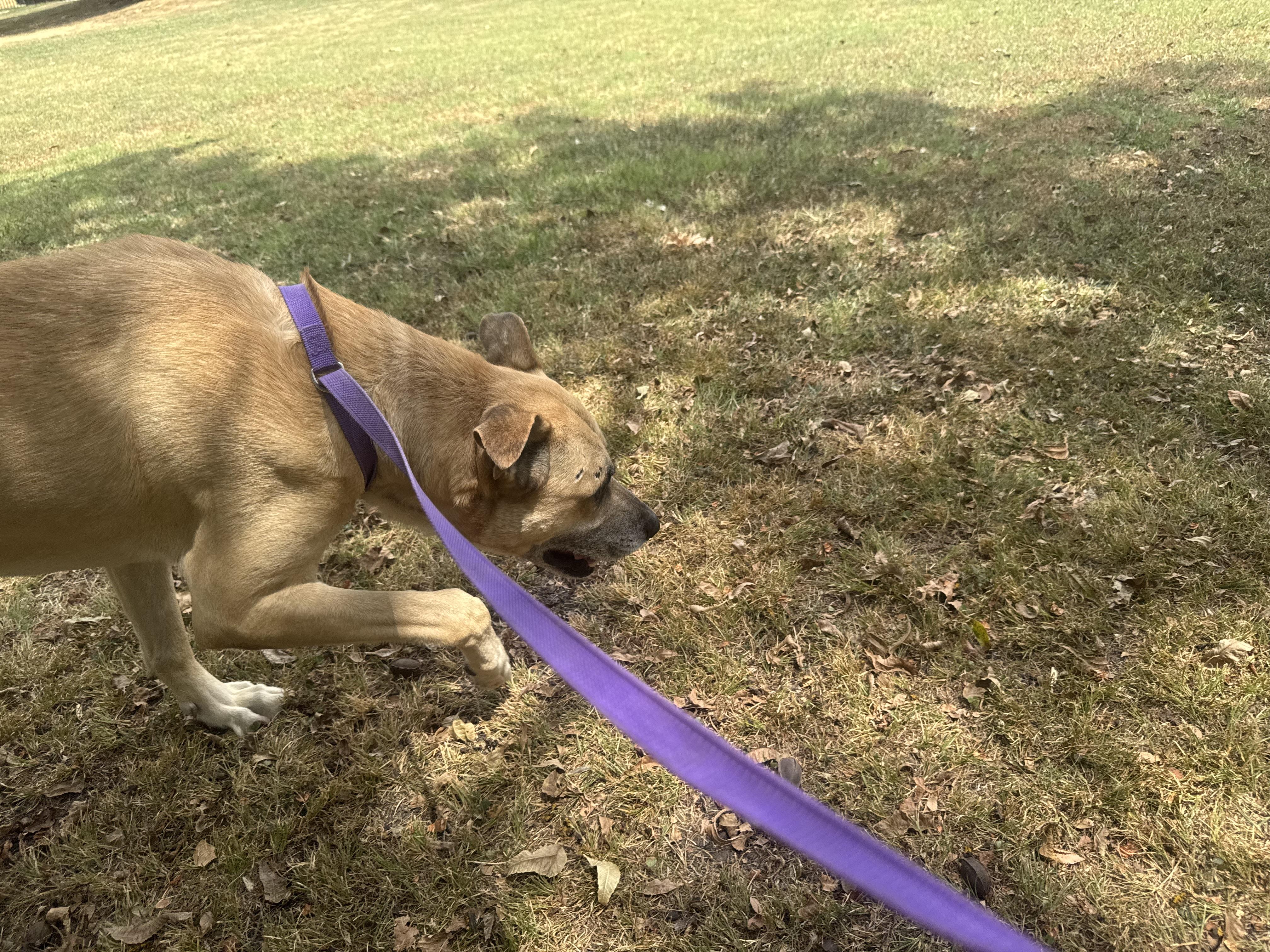 Brosif, a Adoptable mixed breed in Sherman, TX image 4/5