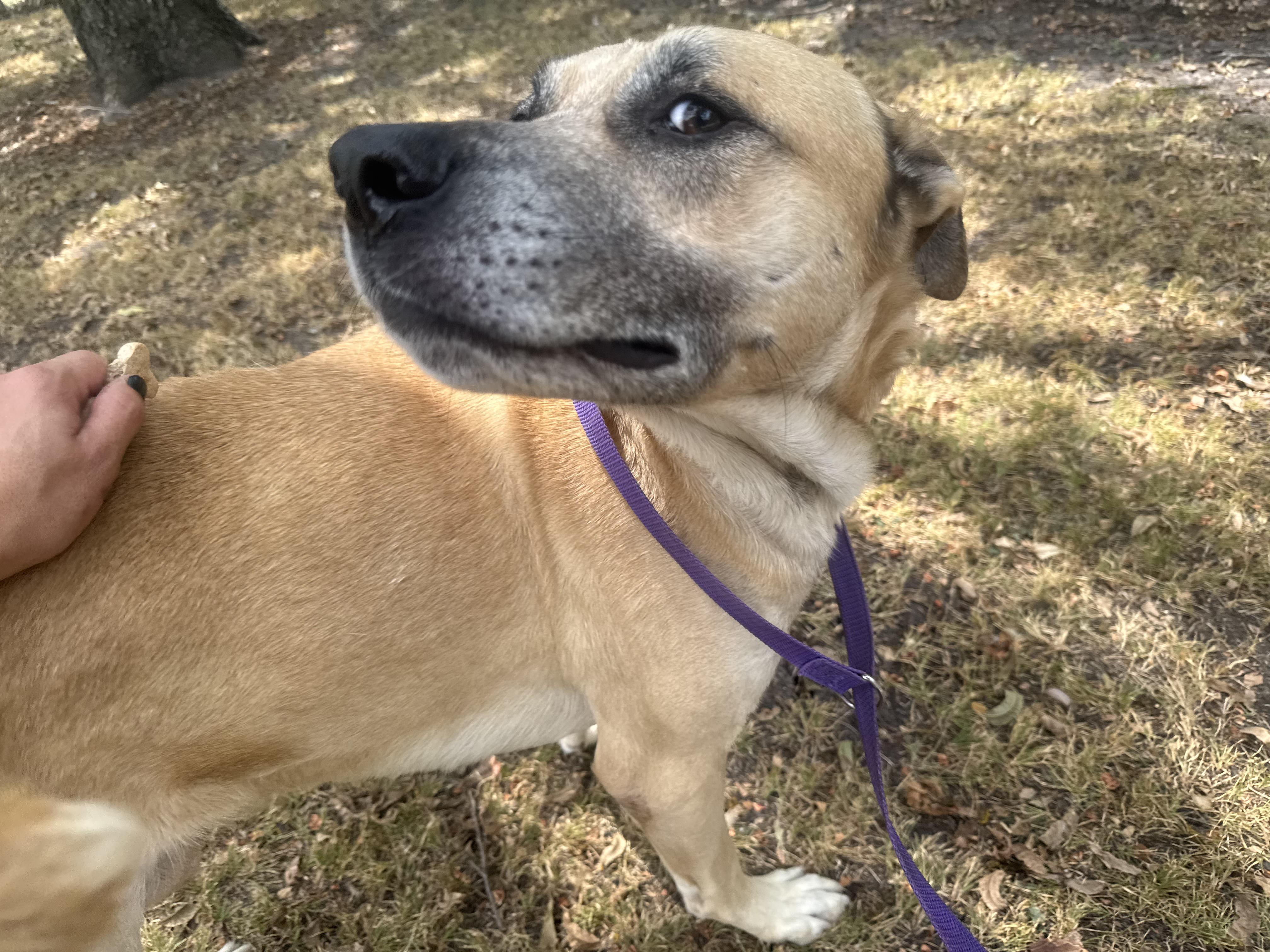 Brosif, a Adoptable mixed breed in Sherman, TX image 5/5