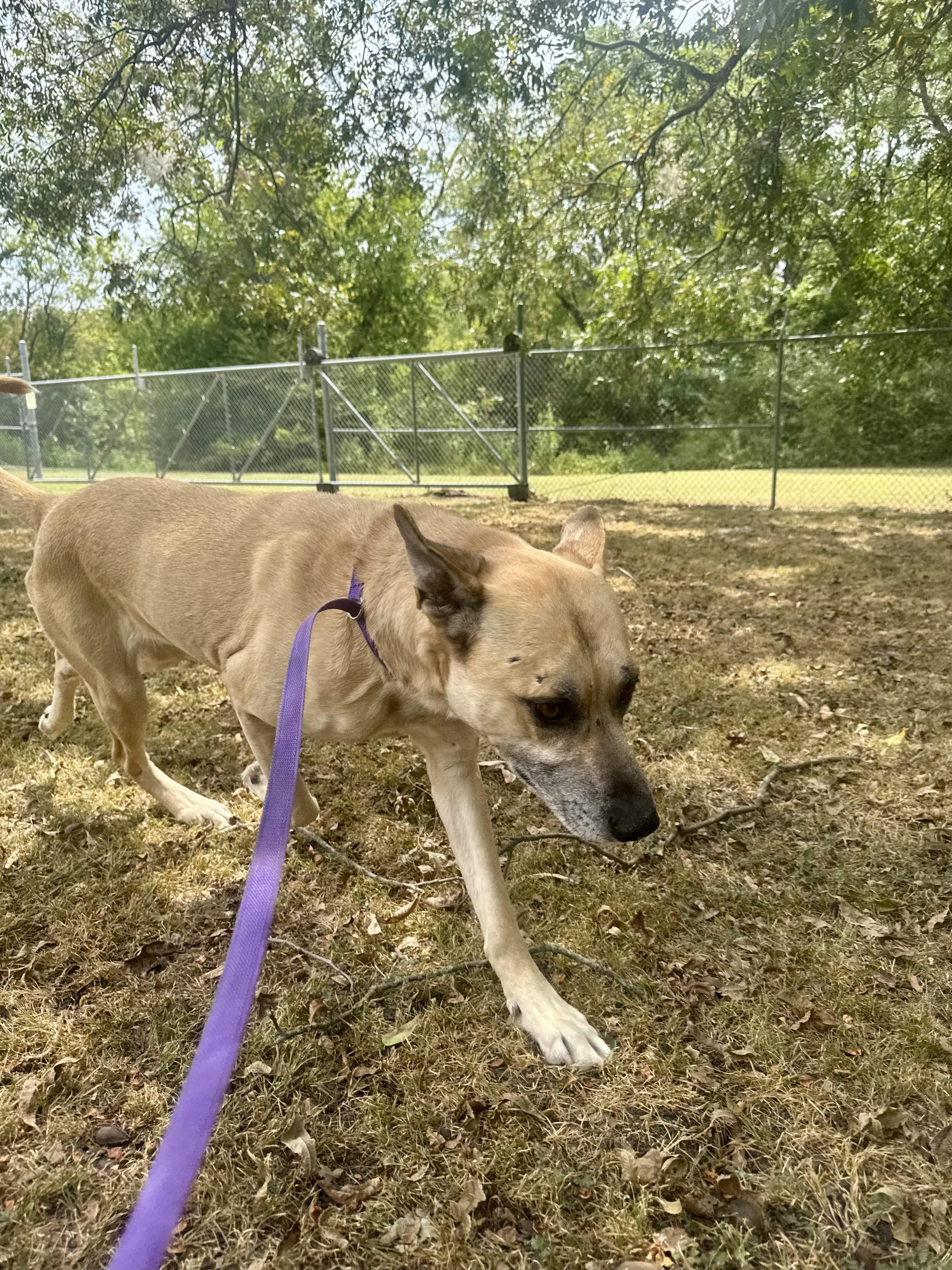 Brosif, a Adoptable mixed breed in Sherman, TX image 2/5