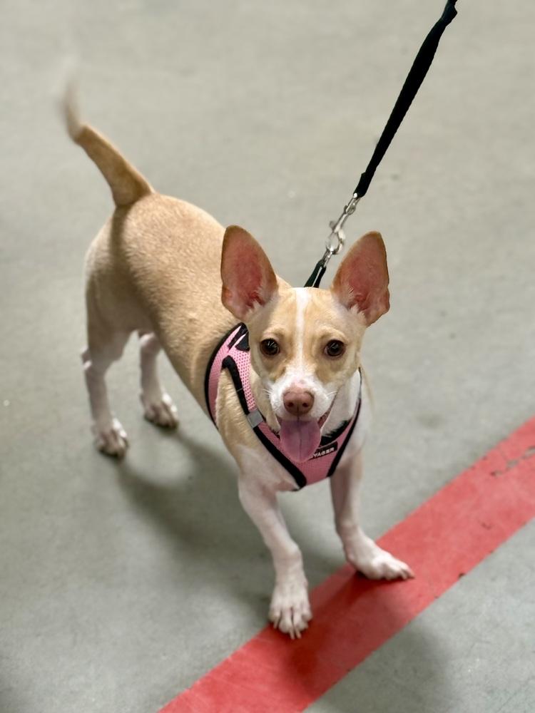 Bella, a Adoptable mixed breed in TUCSON, AZ image 1/5