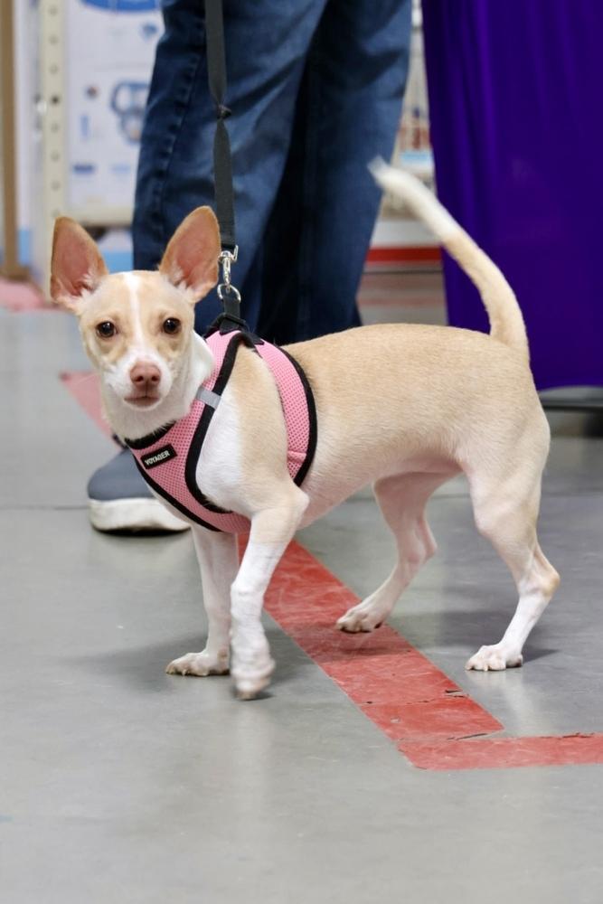 Bella, a Adoptable mixed breed in TUCSON, AZ image 2/5