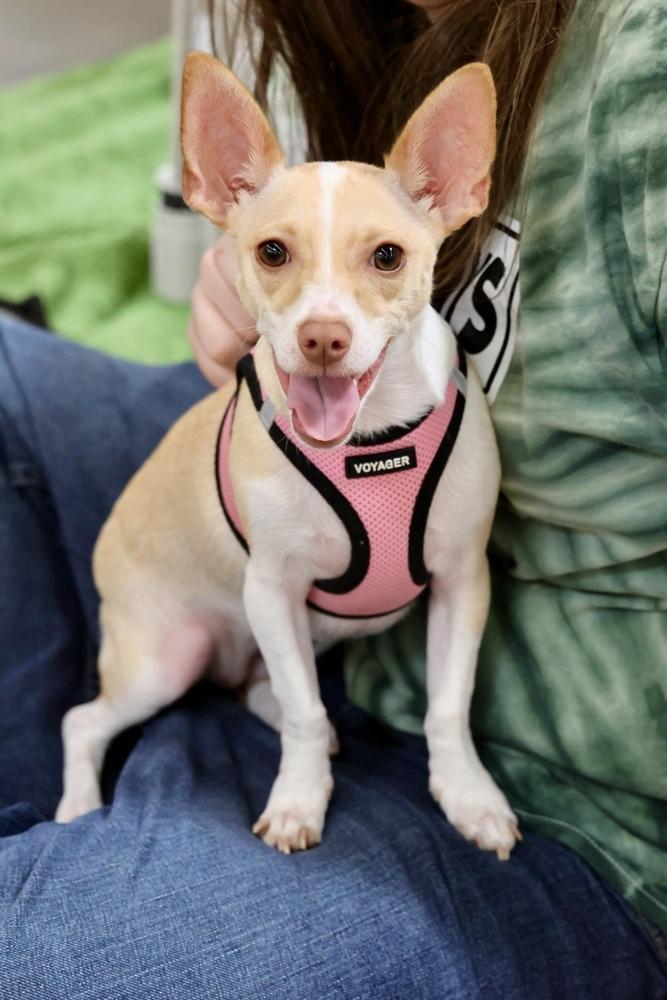 Bella, a Adoptable mixed breed in TUCSON, AZ image 3/5