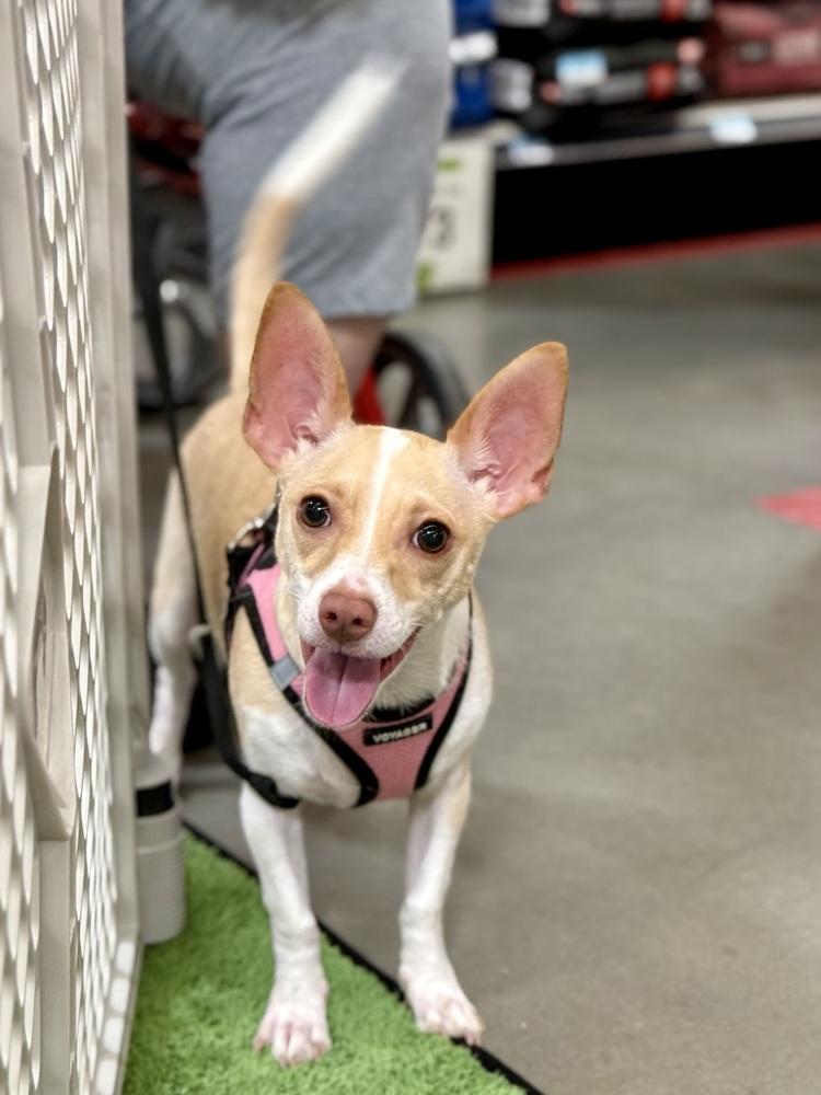 Enlarge Bella, a Adoptable mixed breed in TUCSON, AZ image 4/5