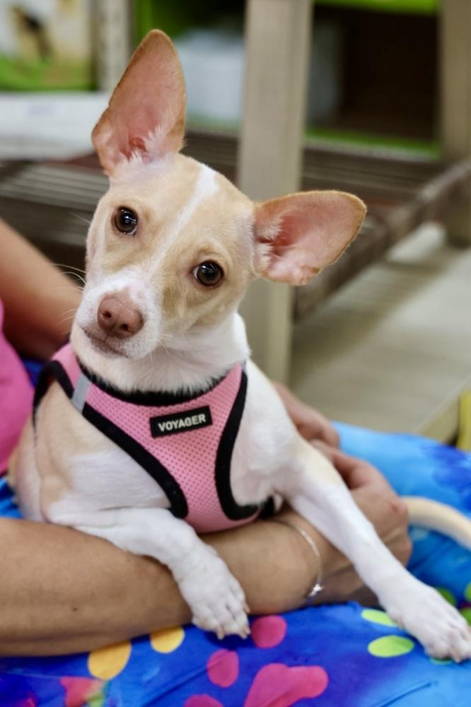 Bella, a Adoptable mixed breed in TUCSON, AZ image 5/5