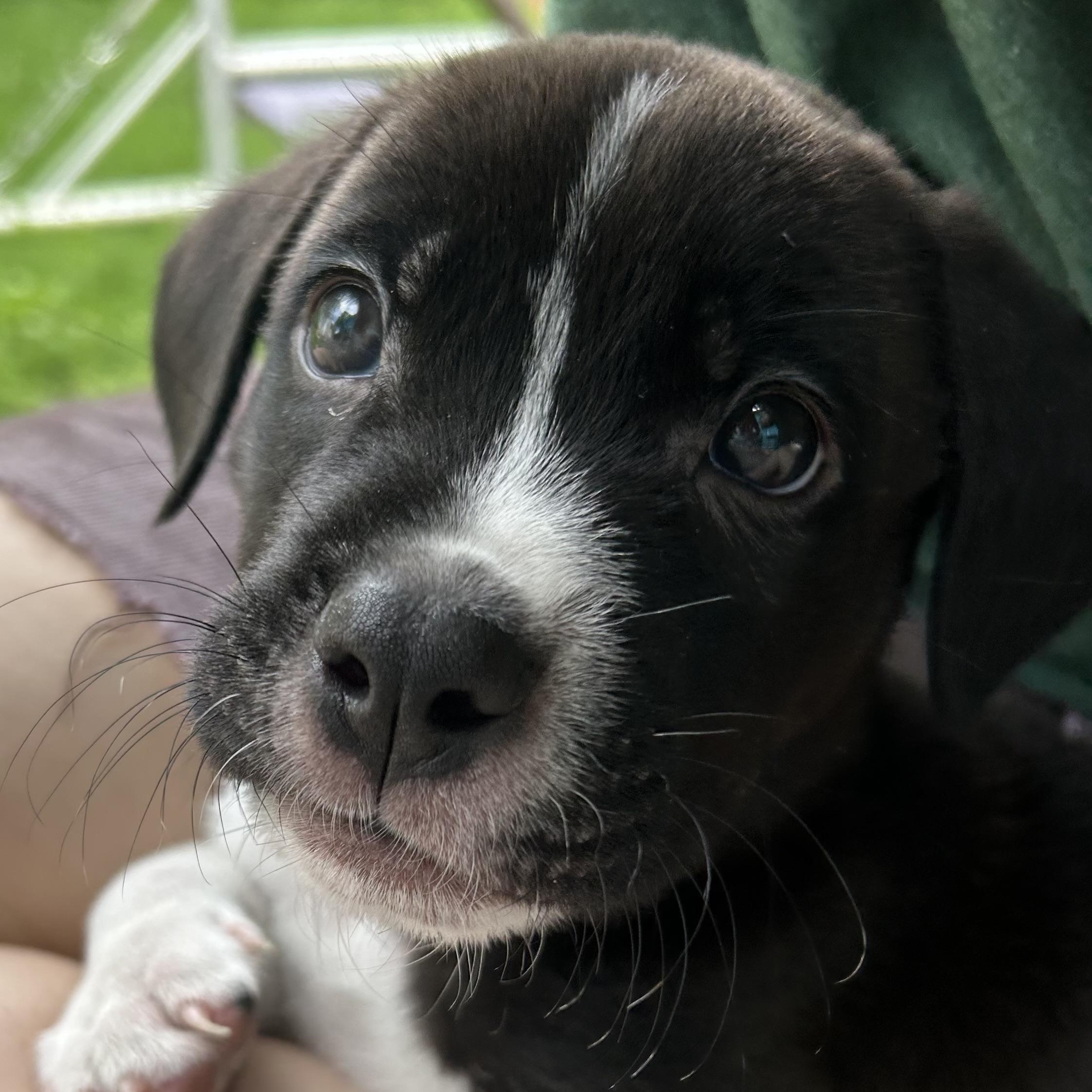 Dominic, Baby Male Retriever
