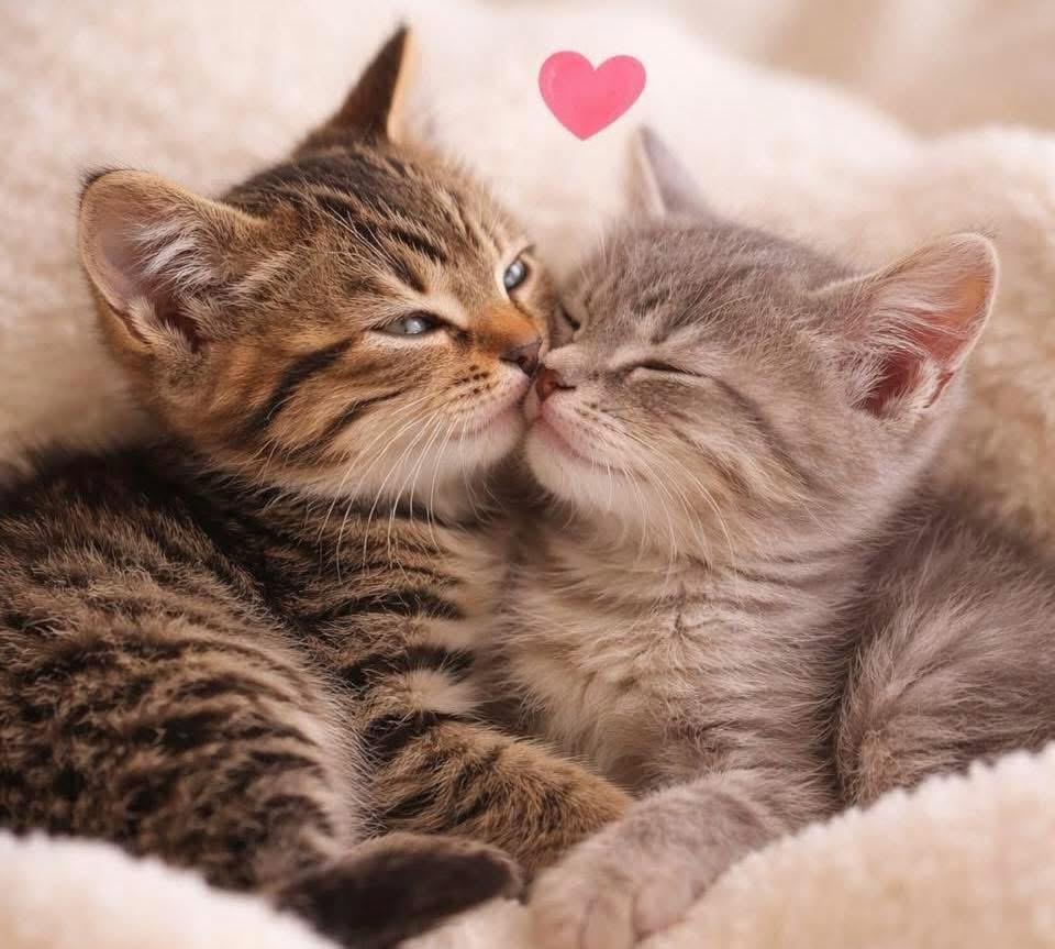 Lucy (adopted Brian Schoen), adopted, Kitten Female Domestic Short Hair.