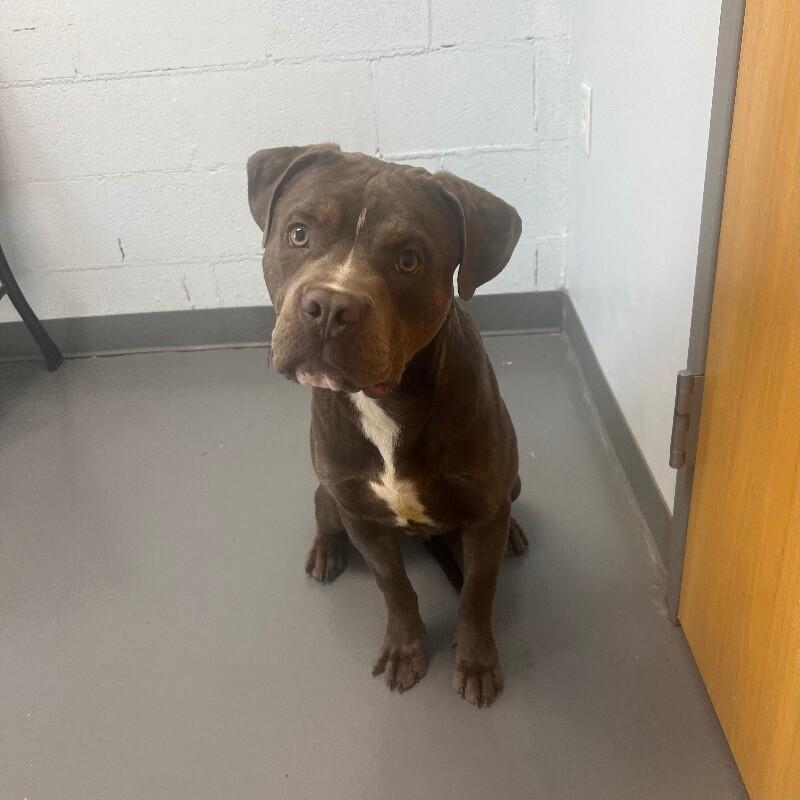 Andre, Adoptable, Young Male Pit Bull Terrier & Mixed Breed.
