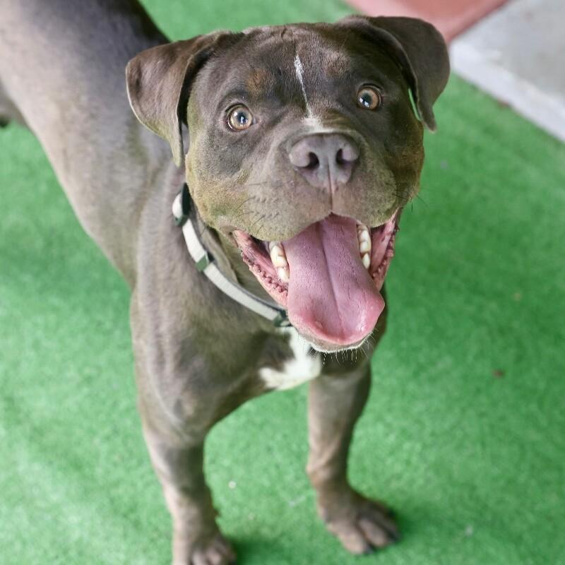 Enlarge Andre, a Adoptable mixed breed in Roanoke, VA image 2/4