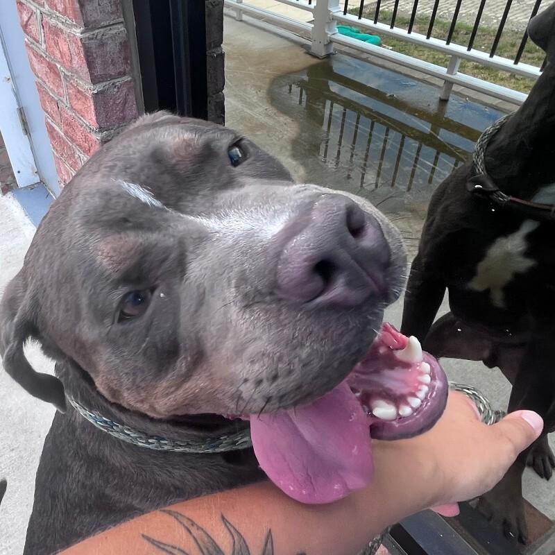 Enlarge Andre, a Adoptable mixed breed in Roanoke, VA image 3/4