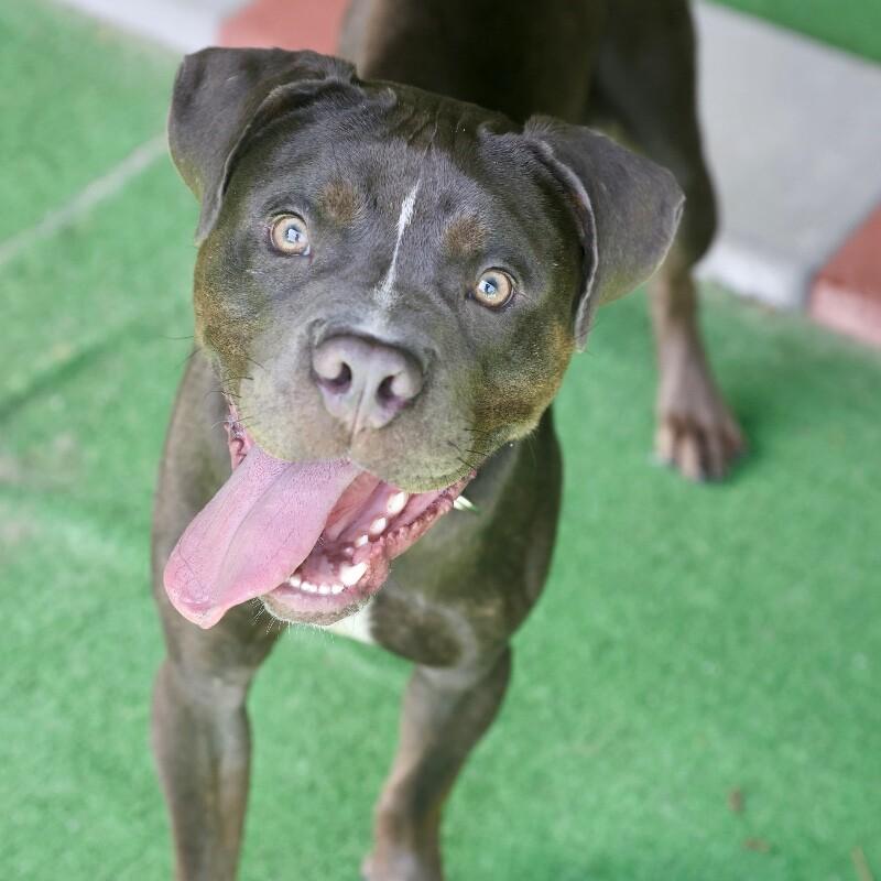 Enlarge Andre, a Adoptable mixed breed in Roanoke, VA image 4/4