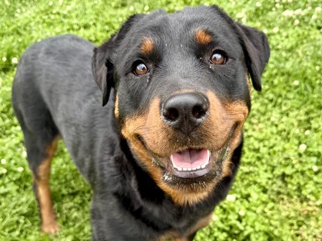 BONNIE, Adoptable, Young Female Rottweiler.