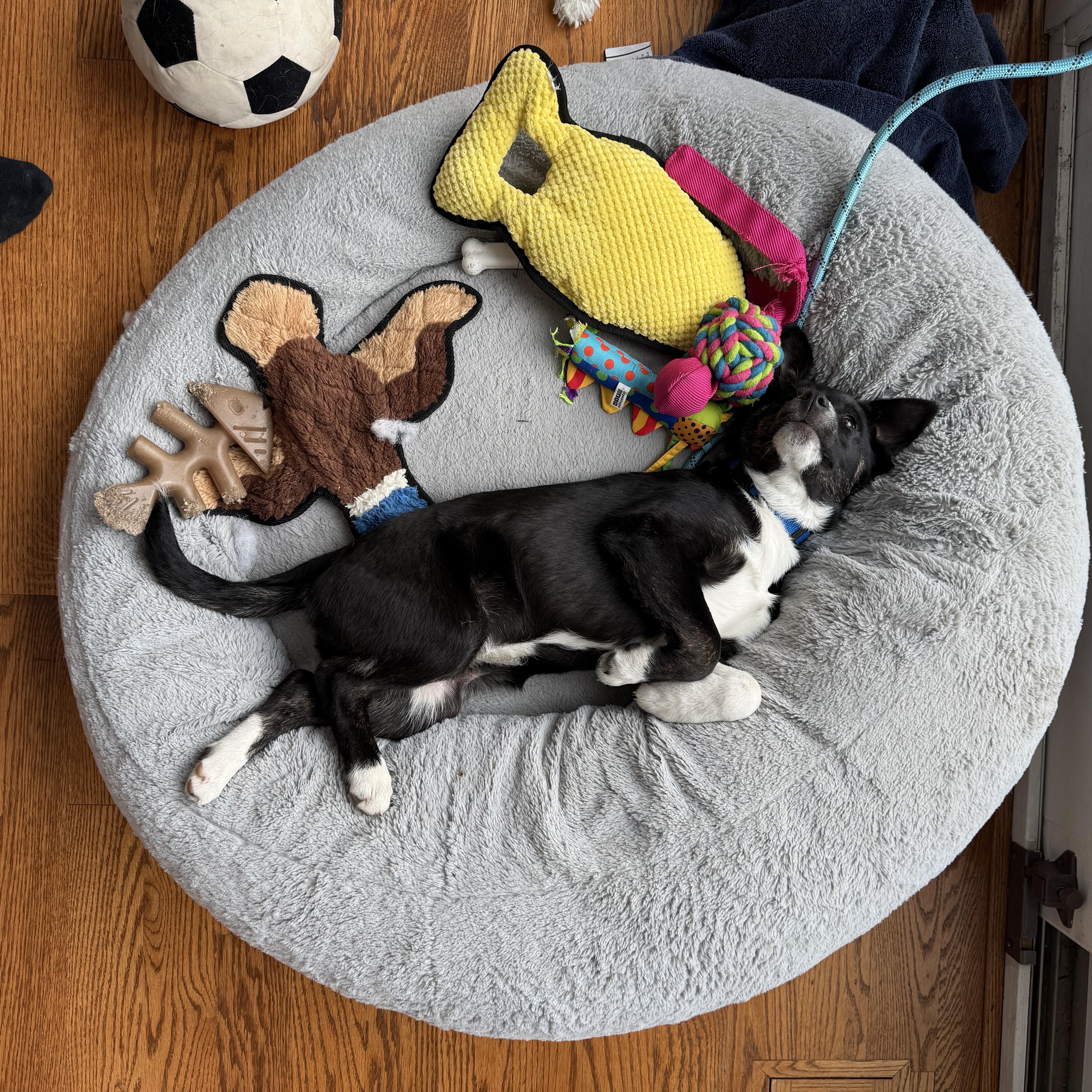 Enlarge Buzz, a ADOPTABLE mixed breed in Naperville, IL image 1/3