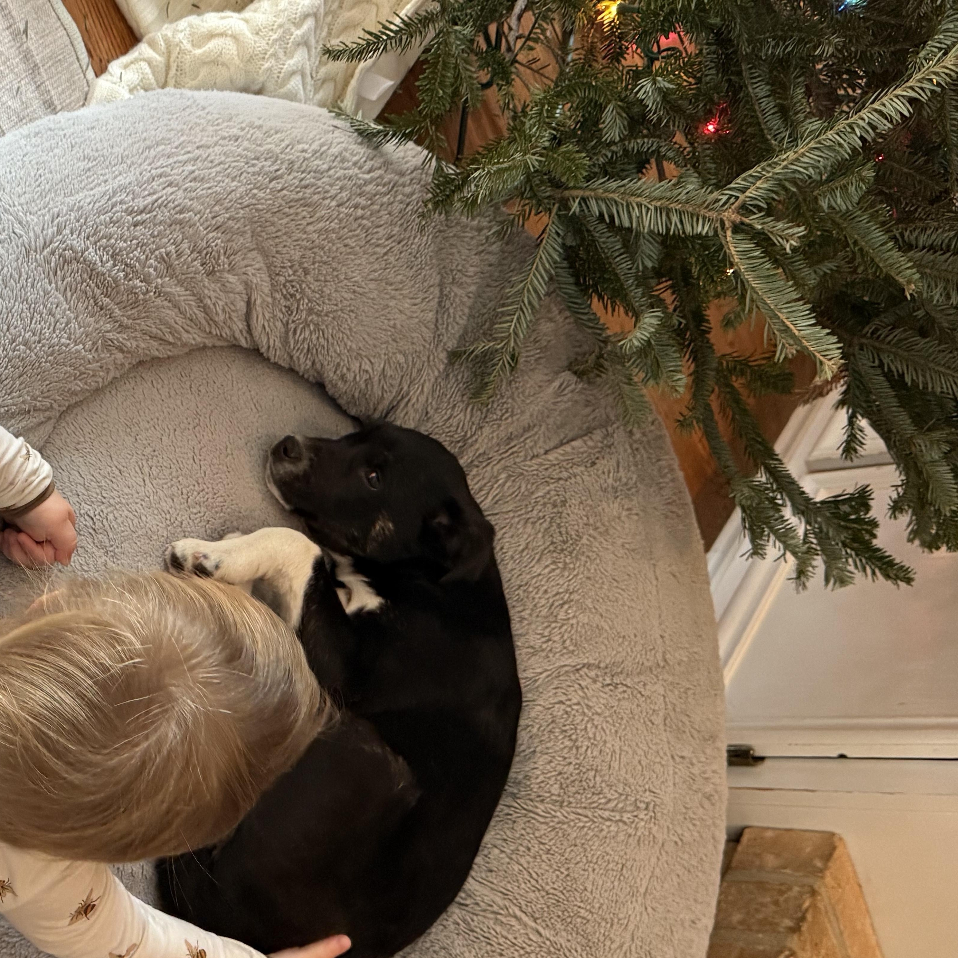 Enlarge Buzz, a ADOPTABLE mixed breed in Naperville, IL image 3/3