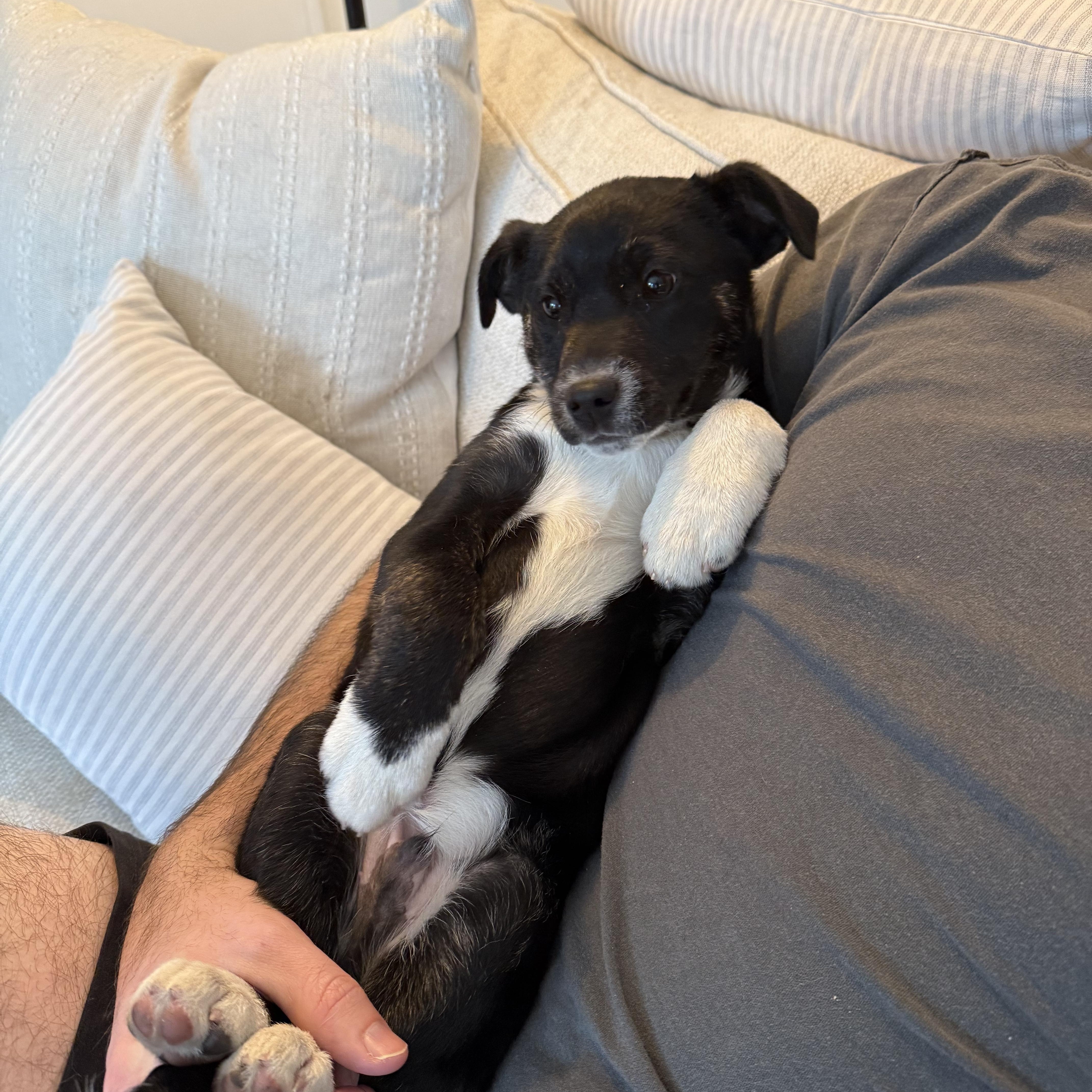 Enlarge Buzz, a ADOPTABLE mixed breed in Naperville, IL image 2/3