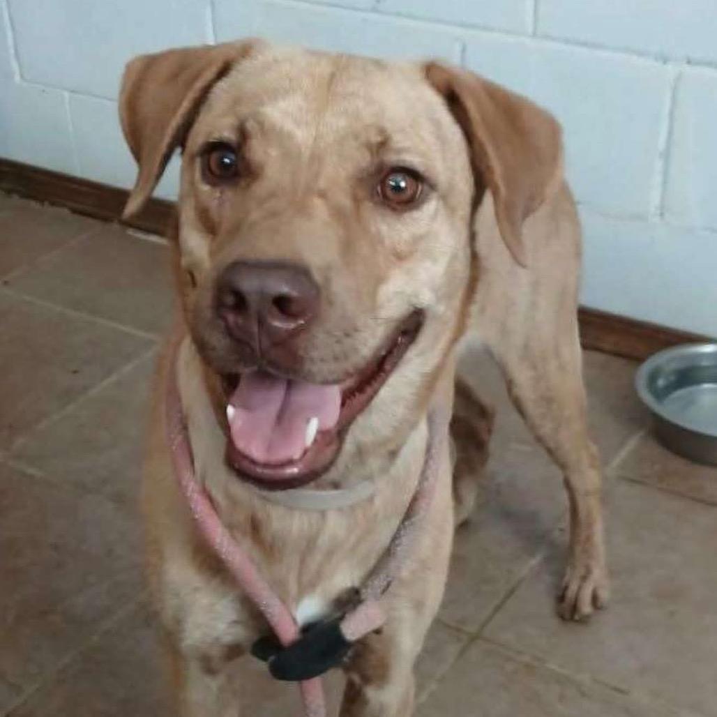 Honey Bee, Adult Female Labrador Retriever