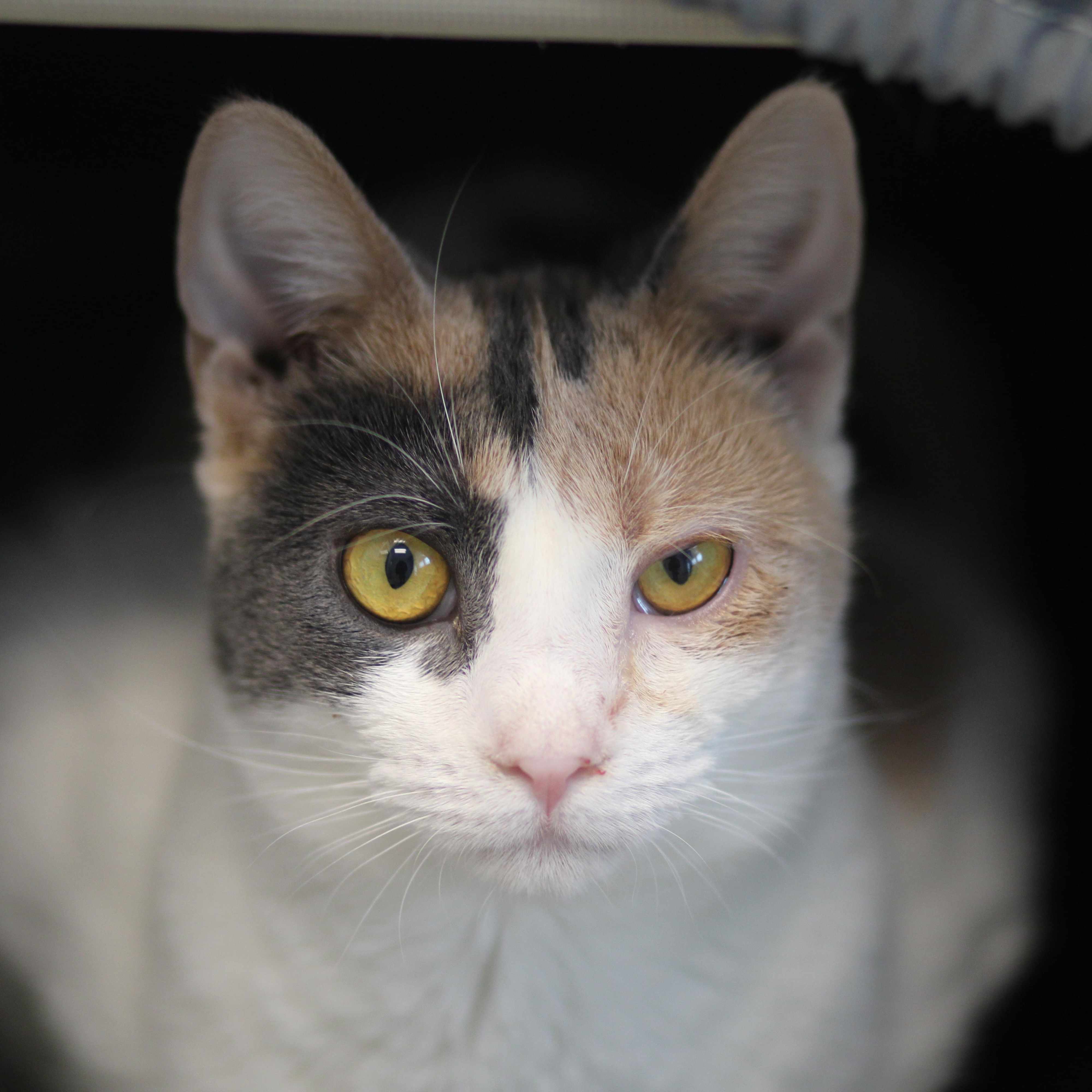 Enlarge Adaline, a ADOPTABLE Domestic Short Hair in Cooperstown, NY image 1/1