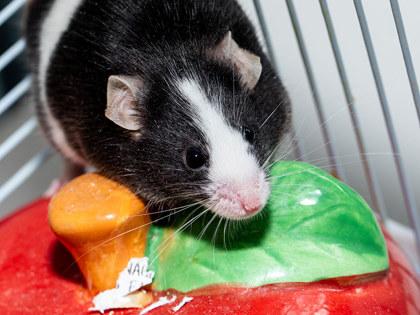 Chess, Adoptable, Young Male Mouse & Mouse.