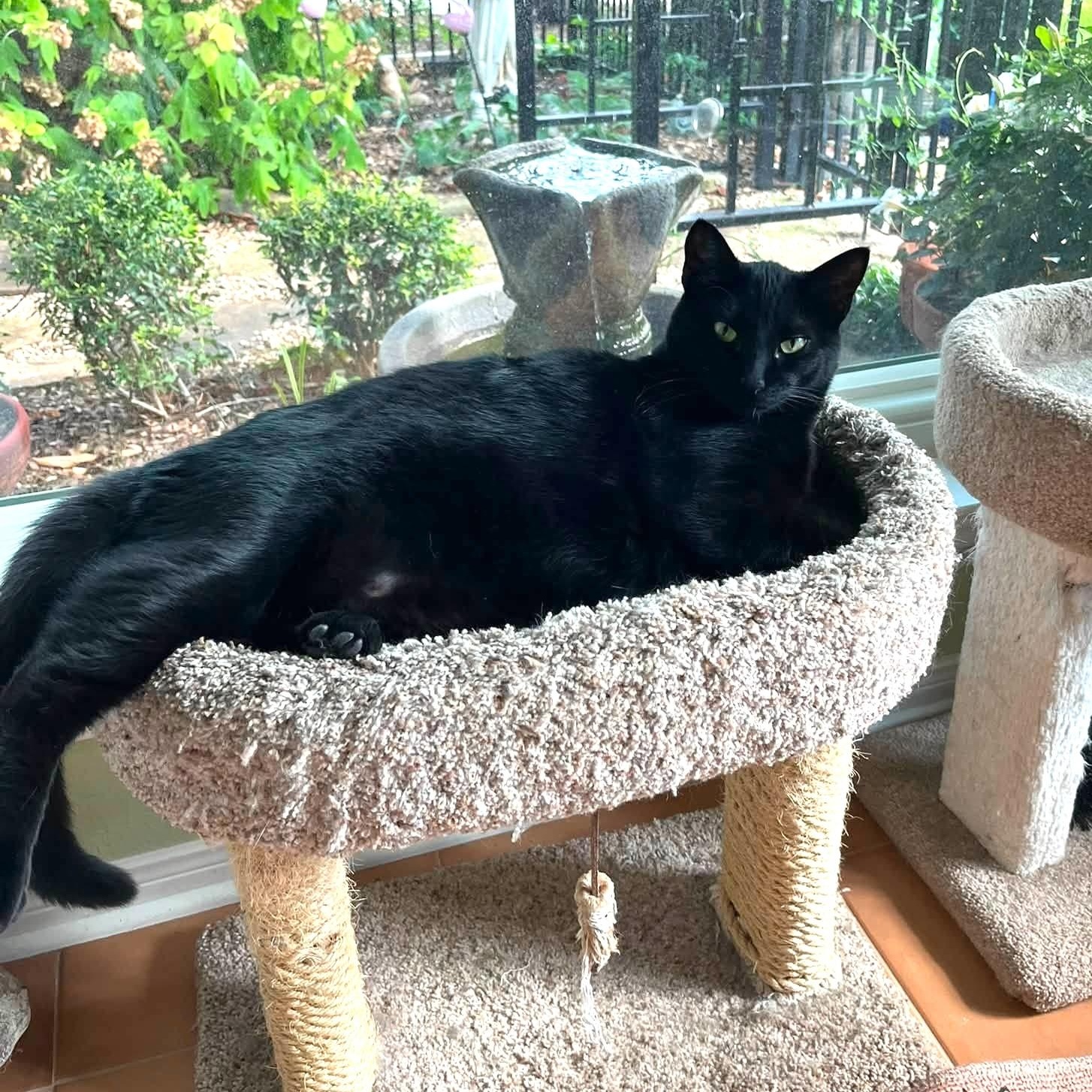 Binx, a Adoptable Domestic Medium Hair in Trophy Club, TX image 2/6
