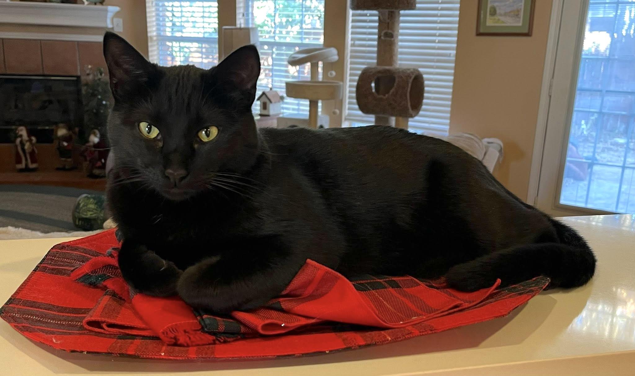 Binx, Adoptable, Kitten Male Domestic Medium Hair.