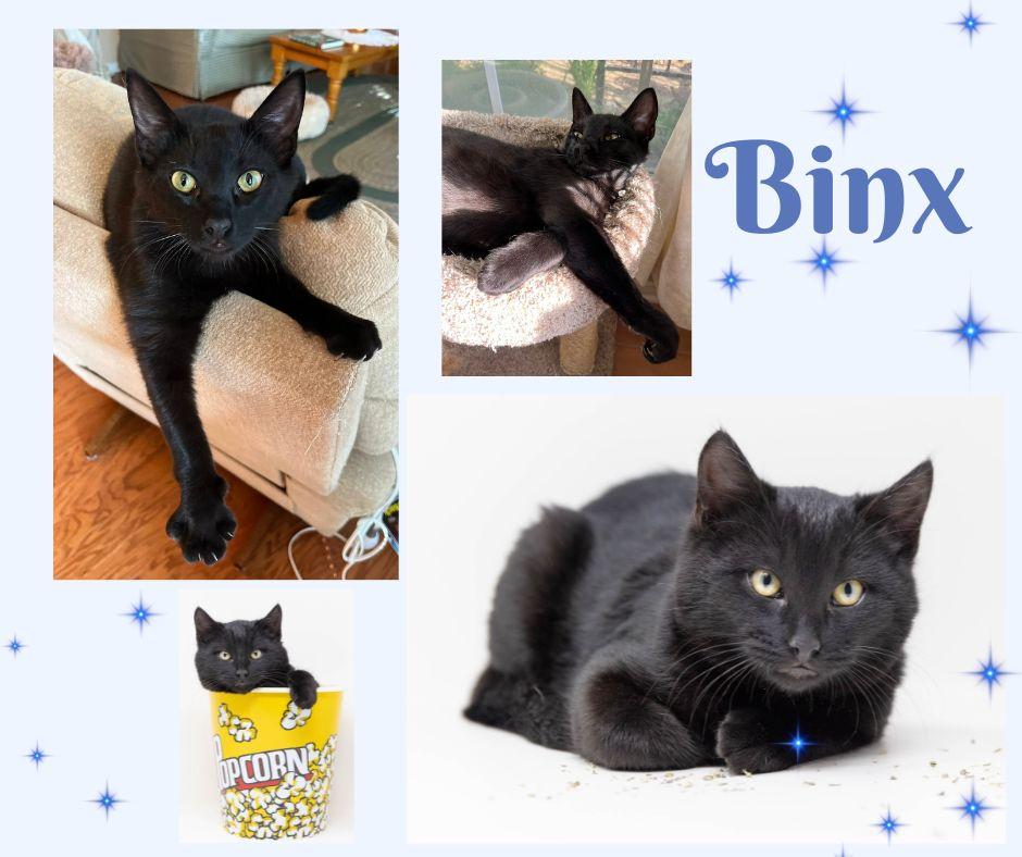 Binx, a Adoptable Domestic Medium Hair in Trophy Club, TX image 2/6