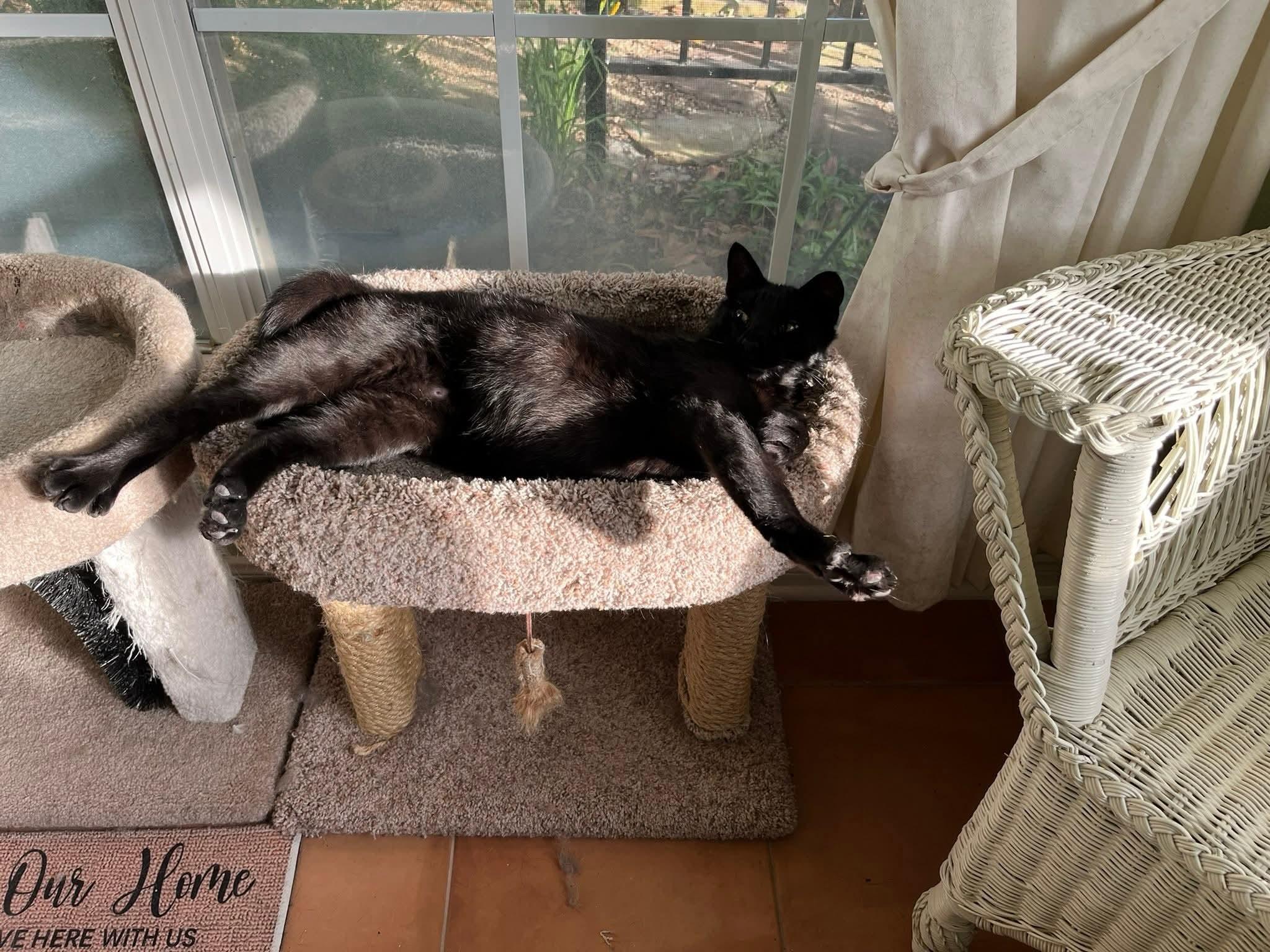 Binx, a Adoptable Domestic Medium Hair in Trophy Club, TX image 3/6