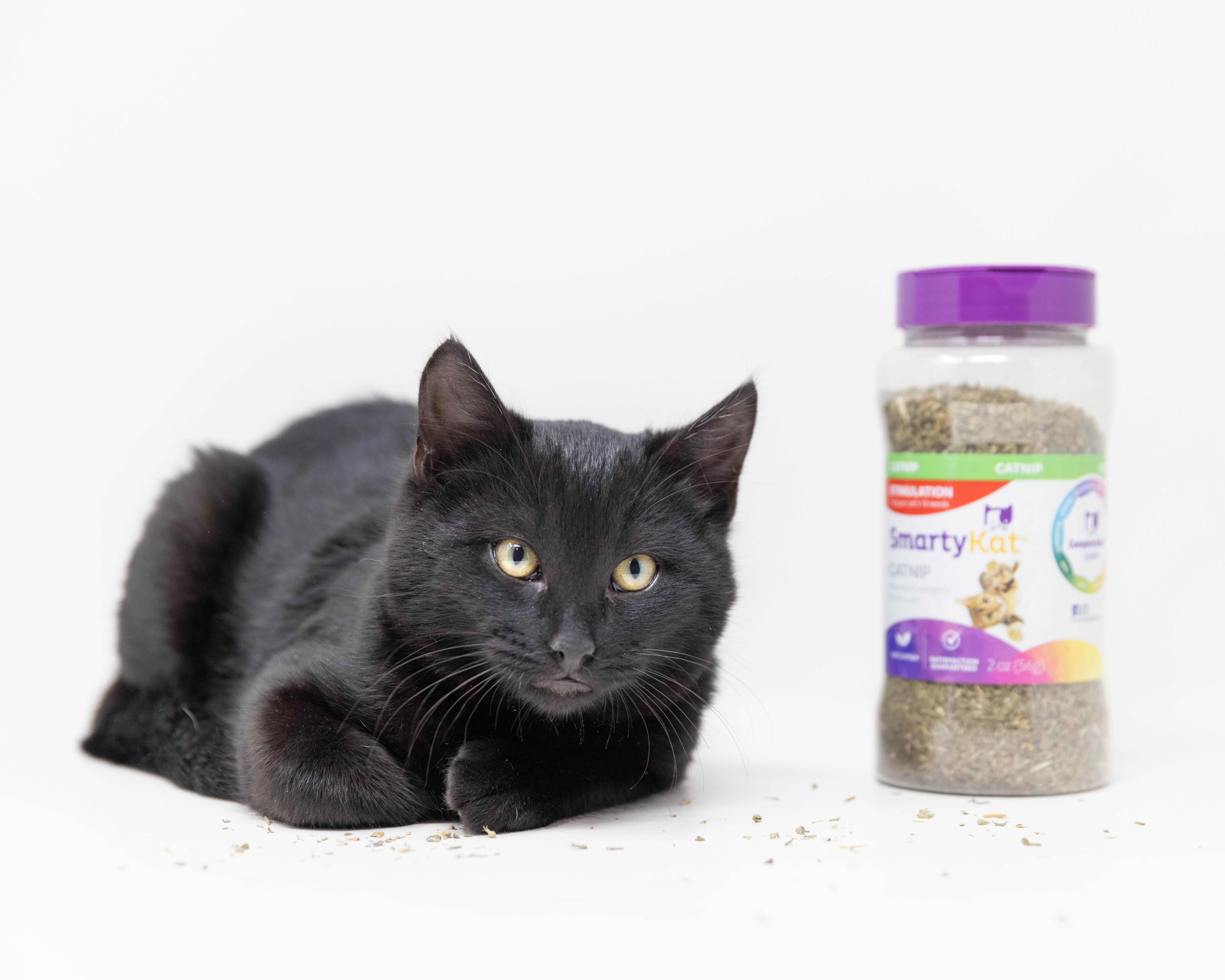 Binx, a Adoptable Domestic Medium Hair in Trophy Club, TX image 6/6