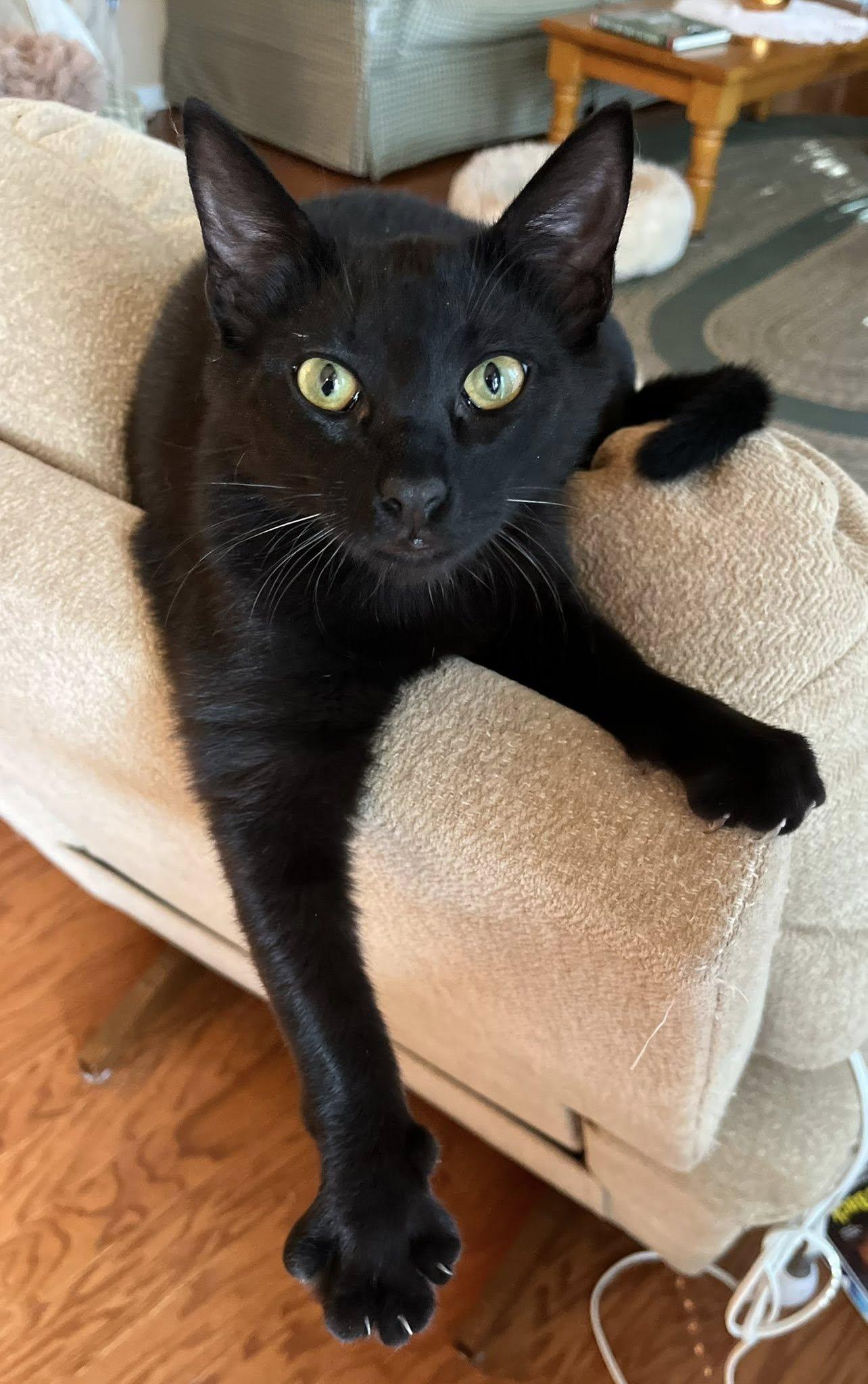 Binx, a Adoptable Domestic Medium Hair in Trophy Club, TX image 4/6