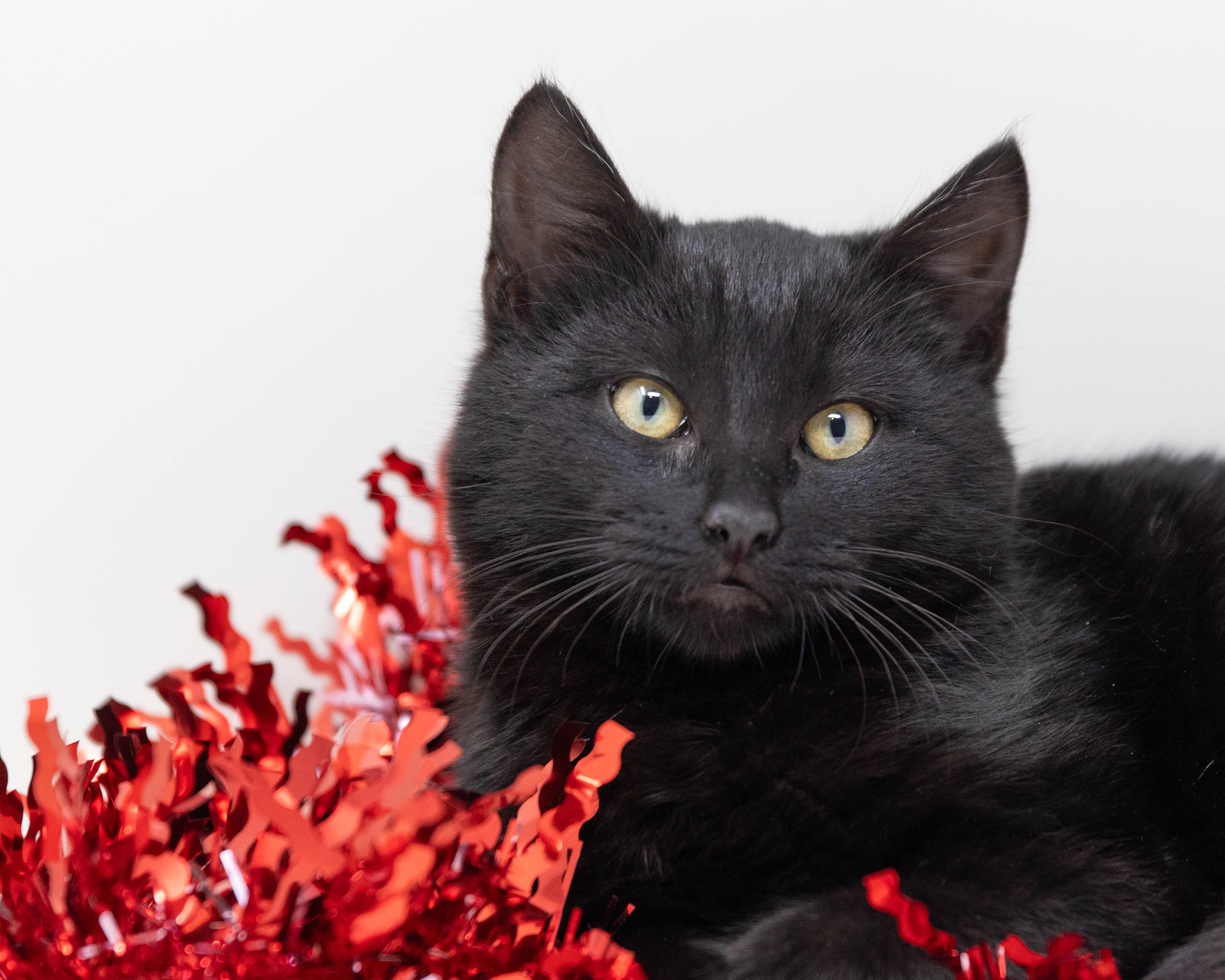 Binx, Adoptable, Kitten Male Domestic Medium Hair.
