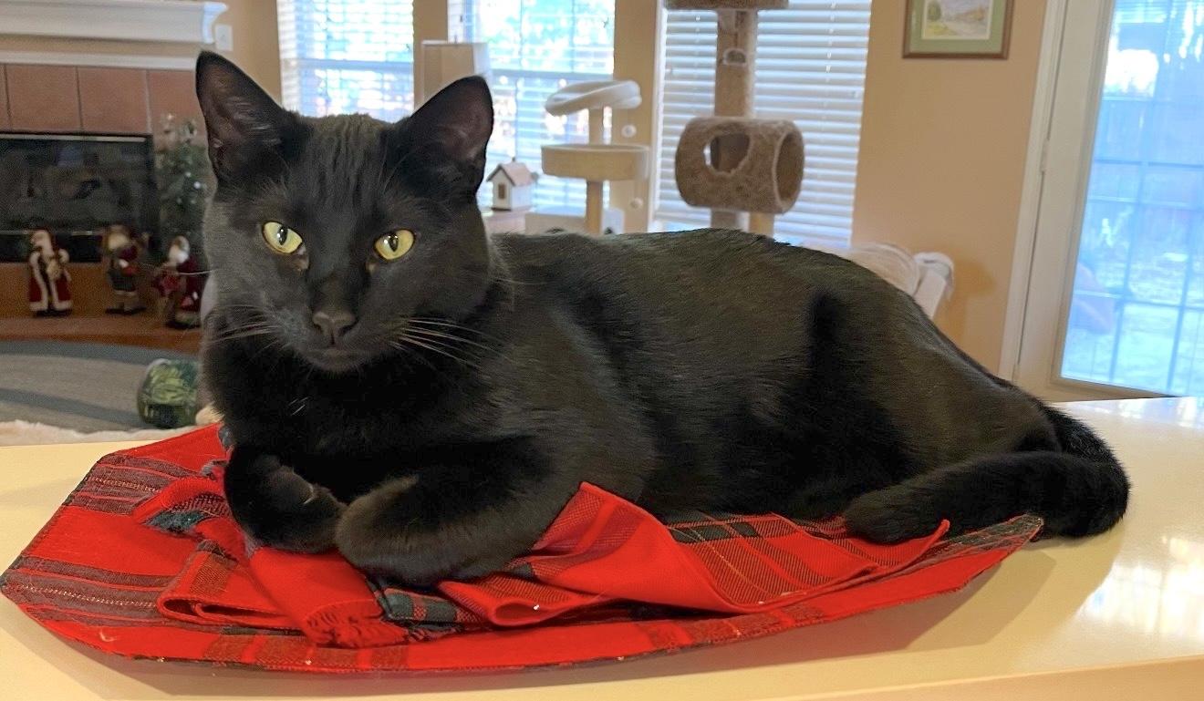 Enlarge Binx, a Adoptable Domestic Medium Hair in Trophy Club, TX image 1/6