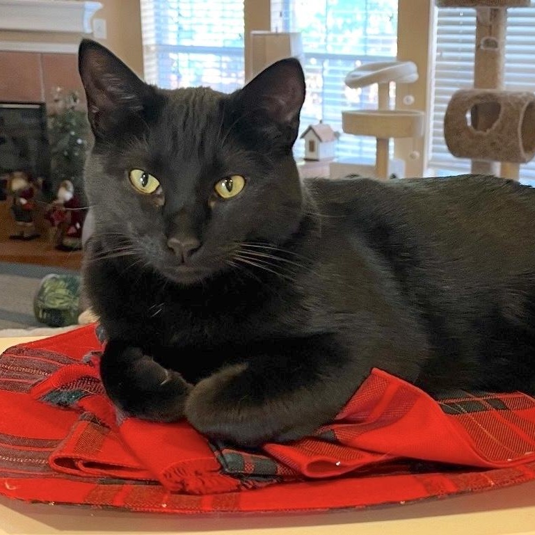 Enlarge Binx, a Adoptable Domestic Medium Hair in Trophy Club, TX image 2/6