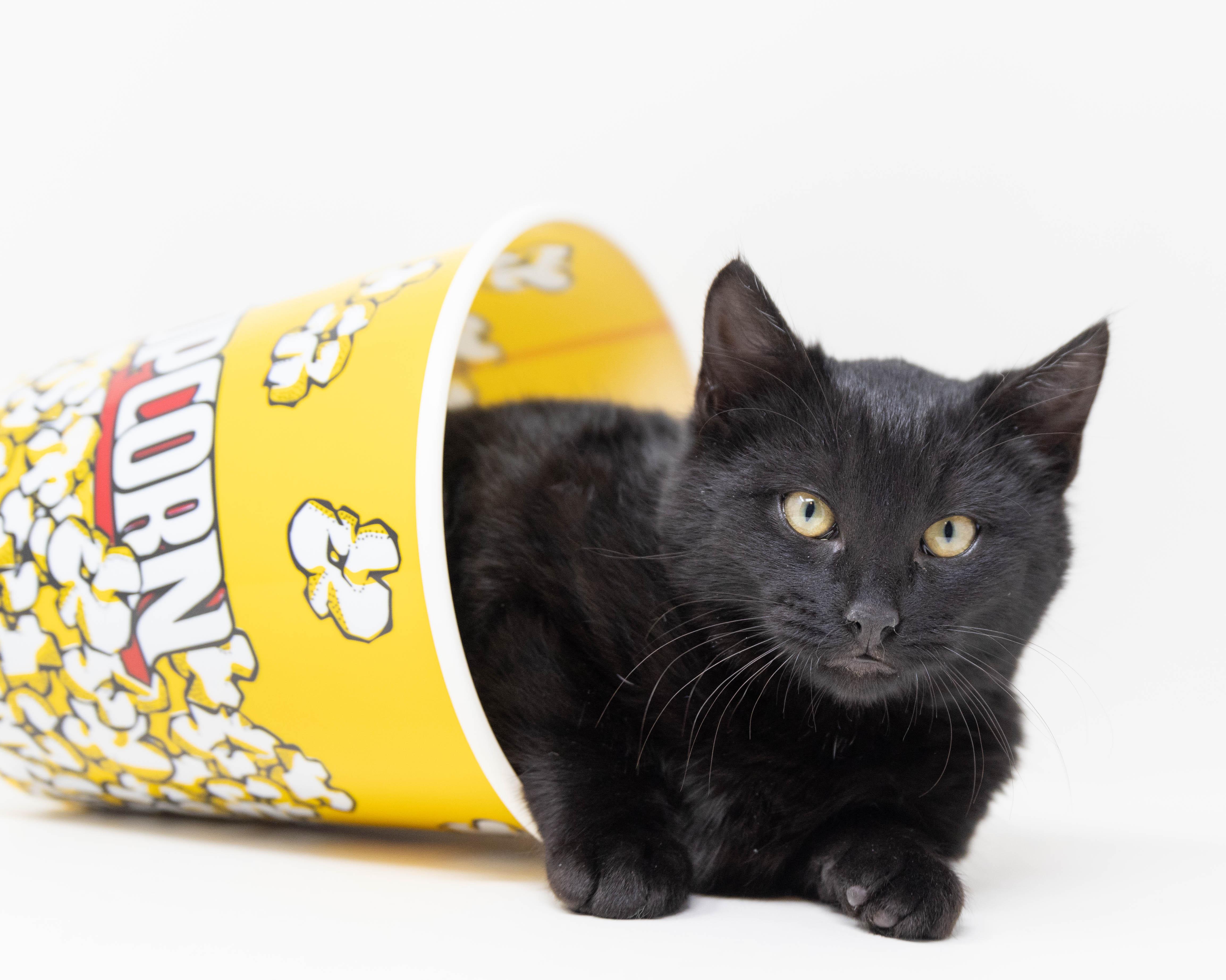 Binx, a Adoptable Domestic Medium Hair in Trophy Club, TX image 5/6