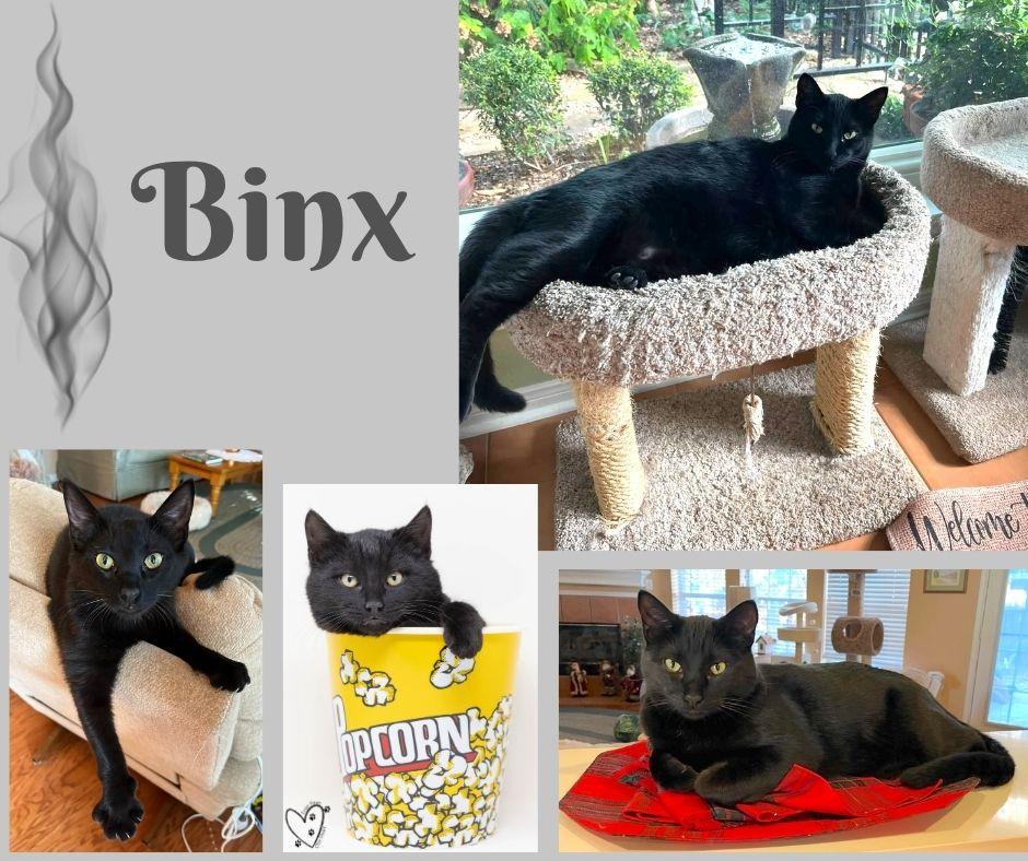 Binx, a Adoptable Domestic Medium Hair in Trophy Club, TX image 3/6