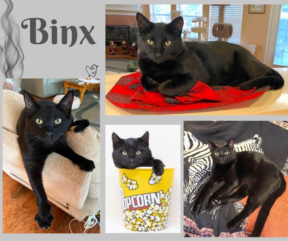 Enlarge Binx, a Adoptable Domestic Medium Hair in Trophy Club, TX image 2/6