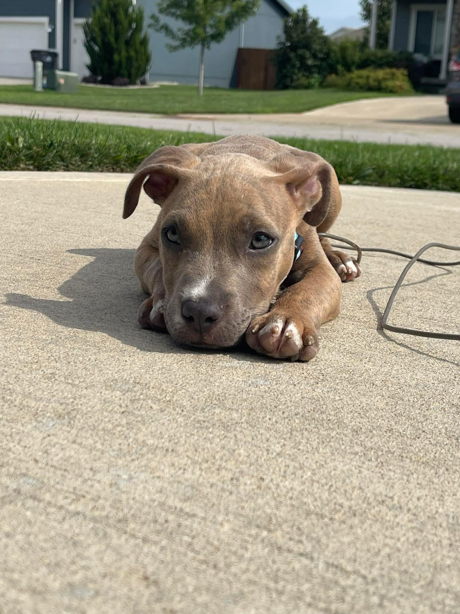 Enlarge Rowdy, a Adoptable mixed breed in Raytown, MO image 3/6