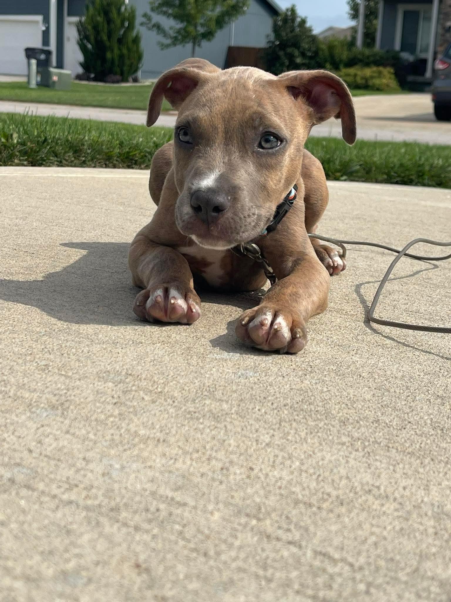 Enlarge Rowdy, a Adoptable mixed breed in Raytown, MO image 6/6