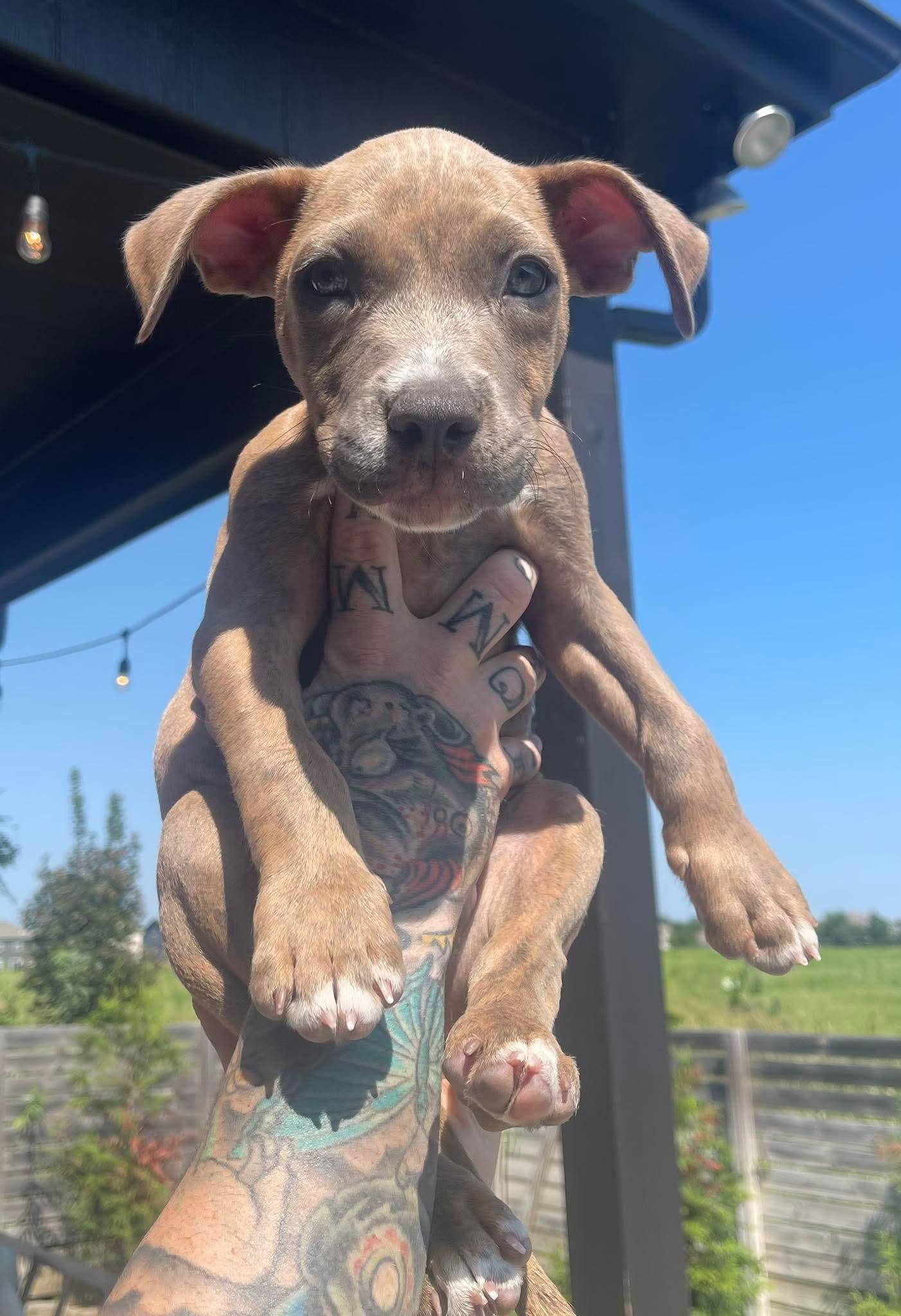 Enlarge Rowdy, a Adoptable mixed breed in Raytown, MO image 4/6