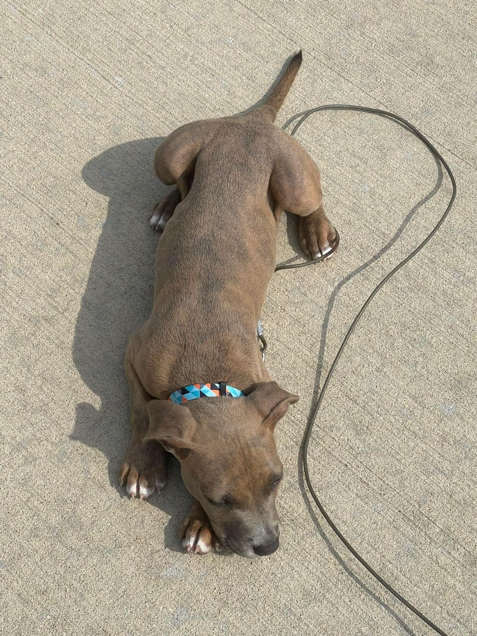 Enlarge Rowdy, a Adoptable mixed breed in Raytown, MO image 5/6