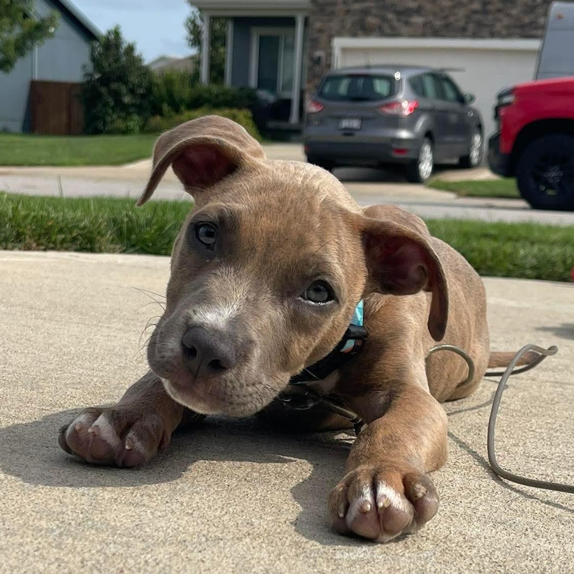 Rowdy, Adoptable, Puppy Male Pit Bull Terrier.