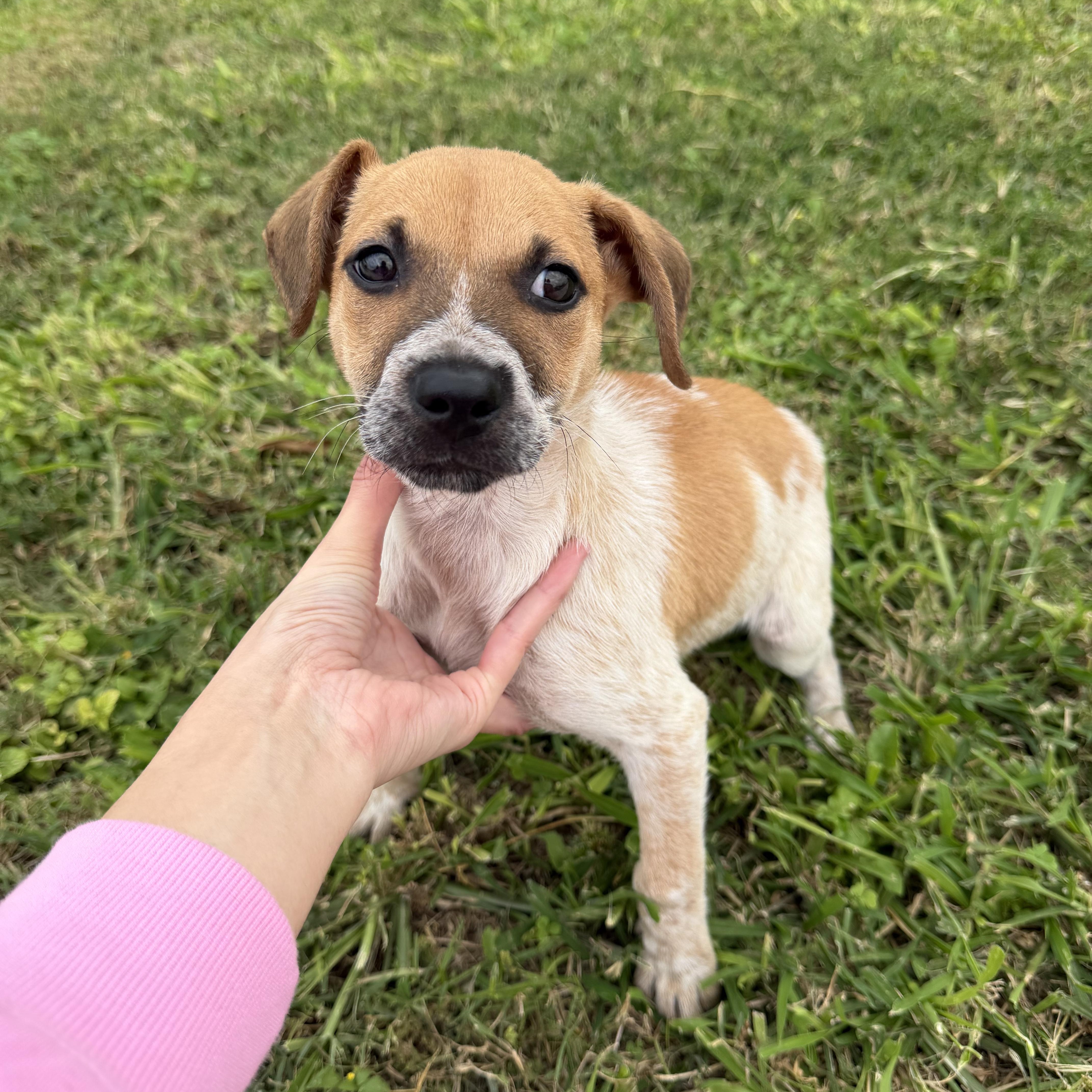 Pancake — thumbnail 2