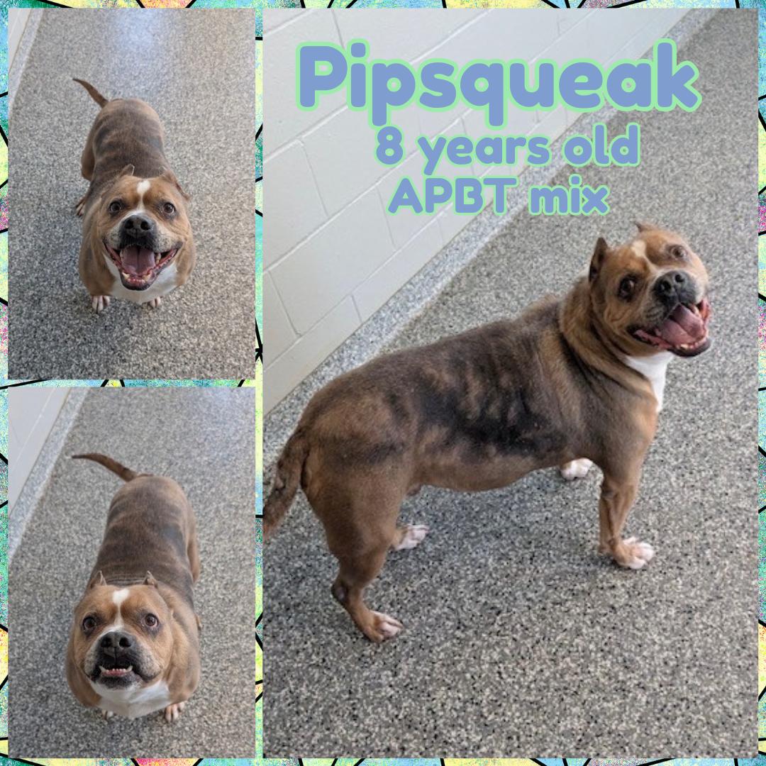 Enlarge Pipsqueak, a ADOPTABLE mixed breed in Franklin, IN image 1/1