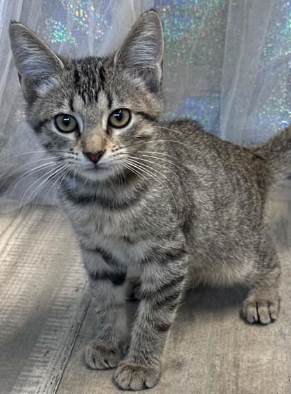 Enlarge Olive, a Adoptable mixed breed in Shreveport, LA image 1/3