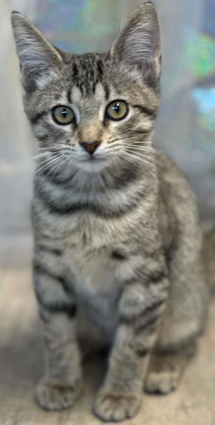 Enlarge Olive, a Adoptable mixed breed in Shreveport, LA image 2/3