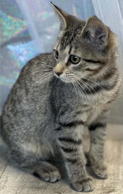 Enlarge Olive, a Adoptable mixed breed in Shreveport, LA image 3/3