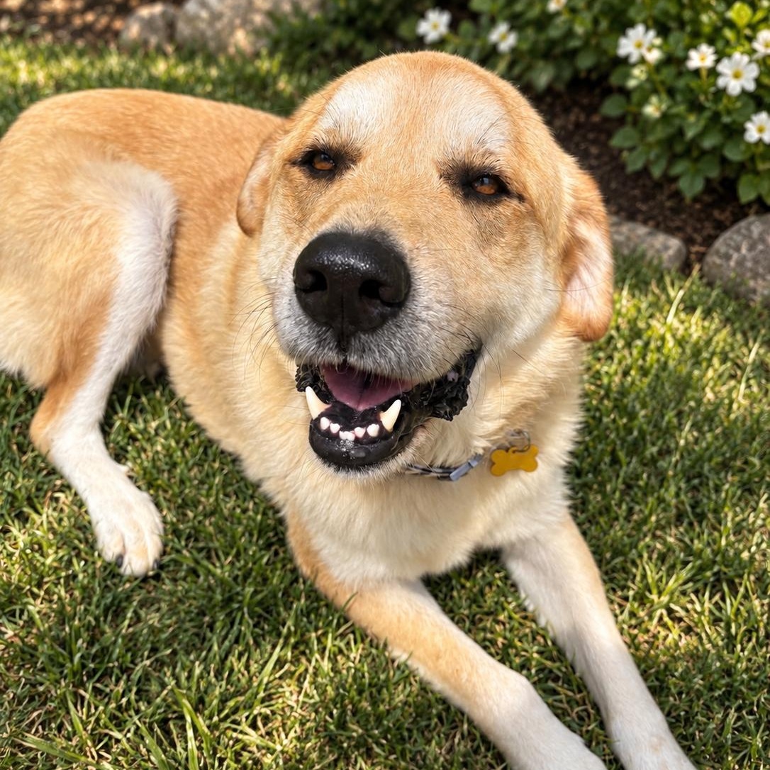 Enlarge Atlas, a Adopted Great Pyrenees in Springfield, MO image 2/3