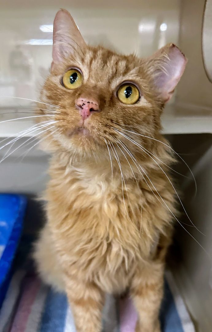 Enlarge Lambert, a Adoptable Domestic Medium Hair in Decatur, IL image 3/3