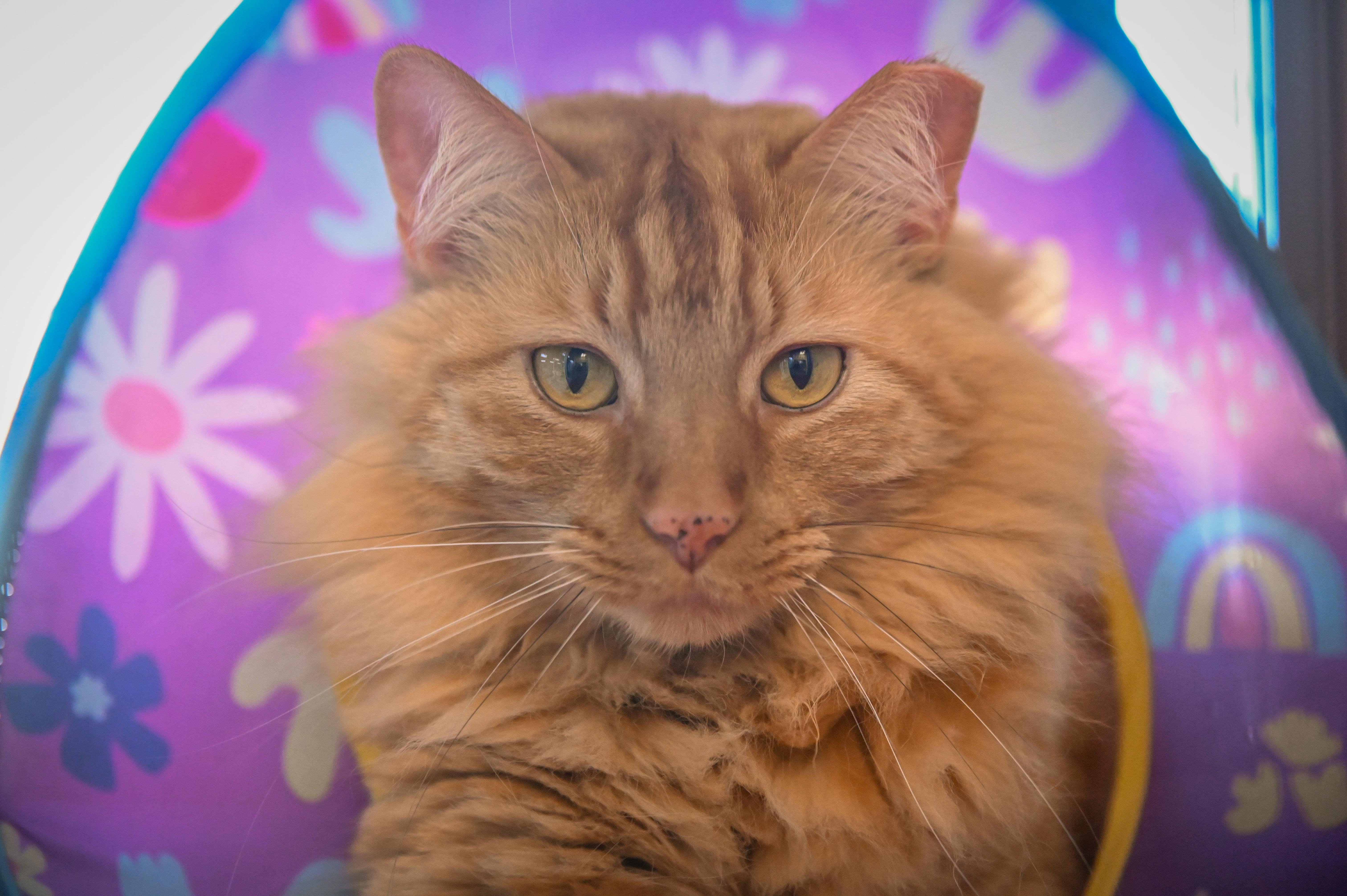 Lambert, Adoptable, Adult Male Domestic Medium Hair.