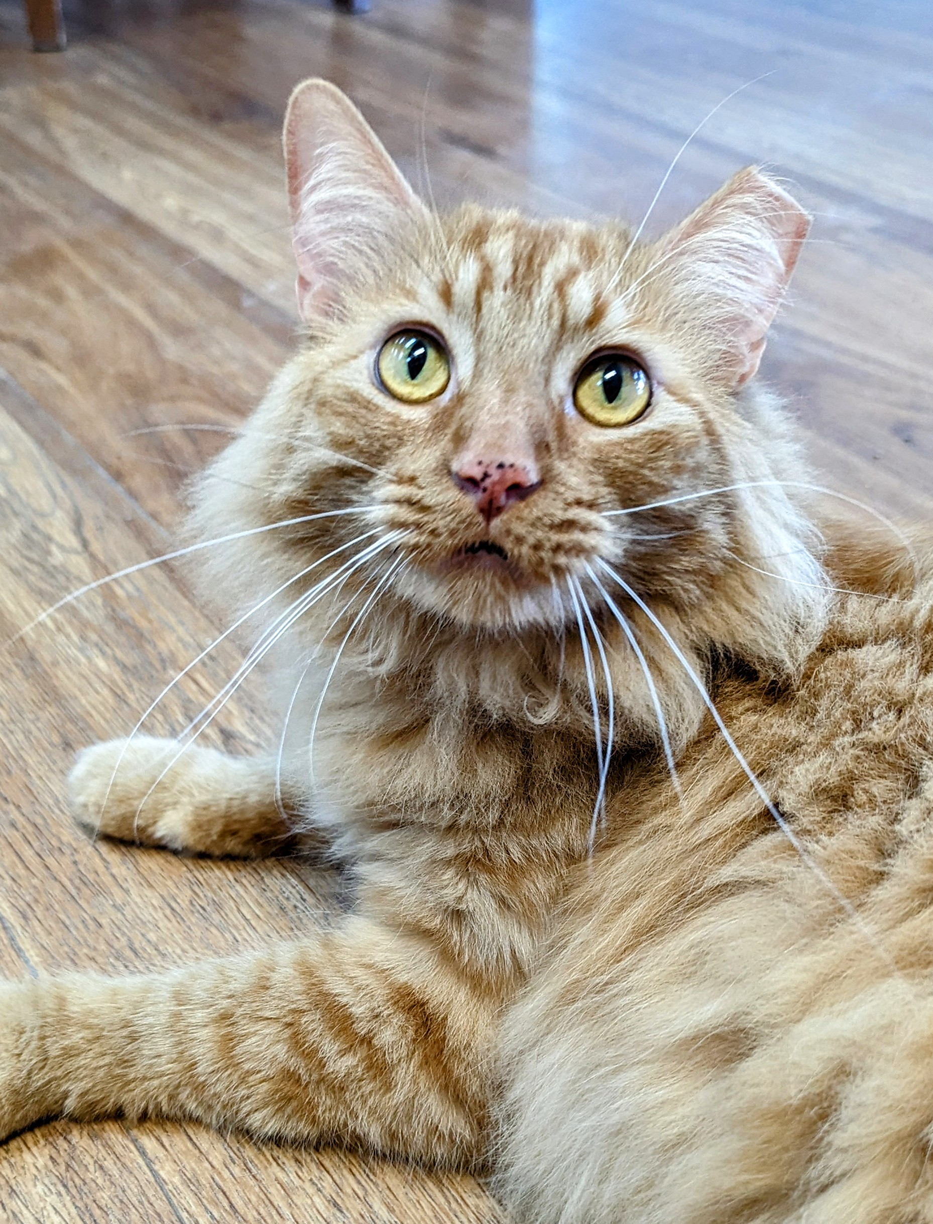 Enlarge Lambert, a Adoptable Domestic Medium Hair in Decatur, IL image 2/3