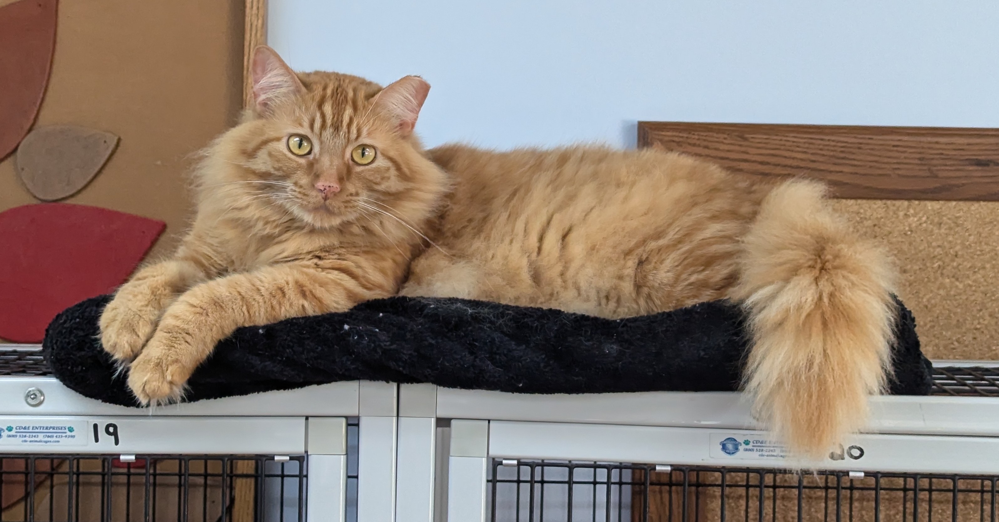 Enlarge Lambert, a Adoptable Domestic Medium Hair in Decatur, IL image 1/3